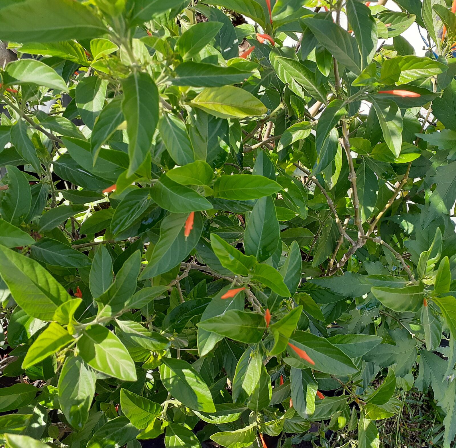 Samsung Galaxy A20 sample photo. Planta muicle, diabetes, naturaleza photography