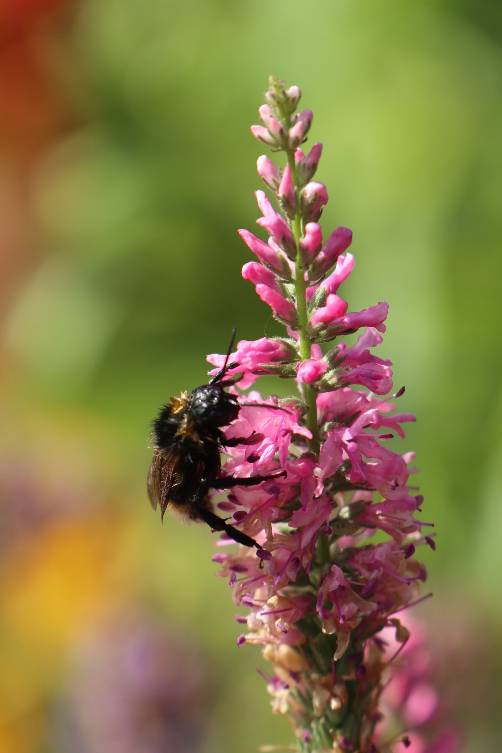 Canon EOS M6 sample photo. Summer, garden, flowers photography