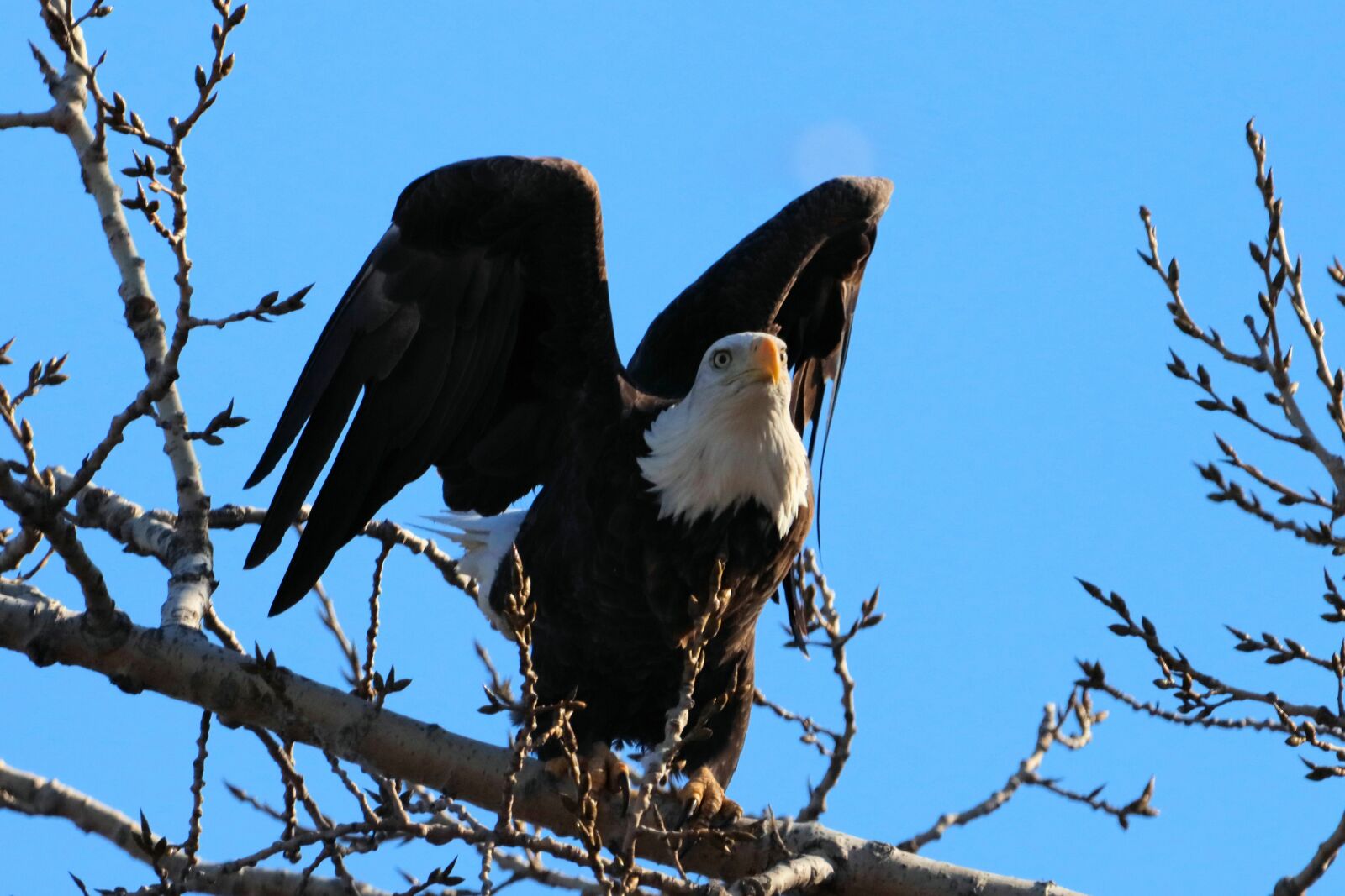 150-600mm F5-6.3 DG OS HSM | Contemporary 015 sample photo. Eagle, bird, bald eagle photography