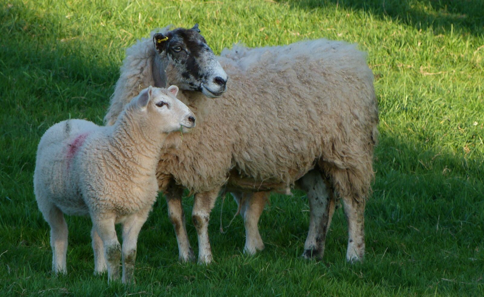 Panasonic Lumix DMC-FZ40 (Lumix DMC-FZ45) sample photo. Sheep, ewe, lamb photography
