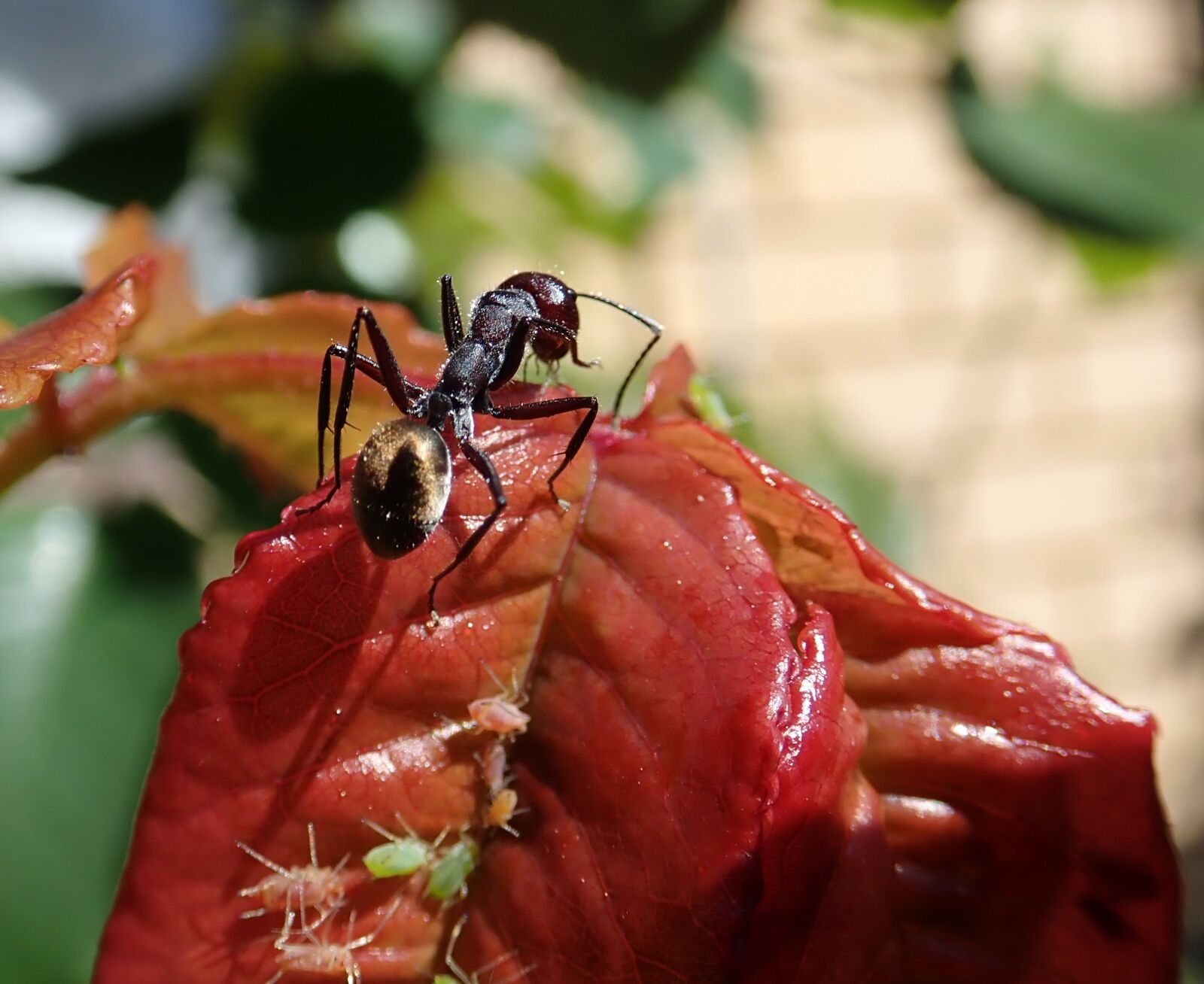 Olympus TG-5 sample photo. Ant, insect, rose photography