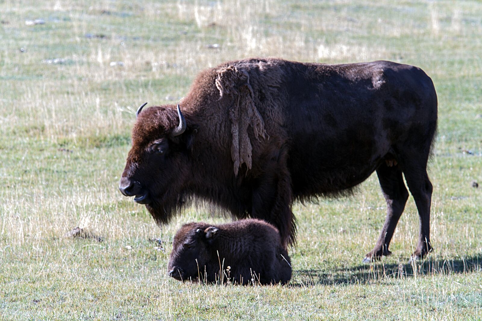Canon EOS 7D sample photo. Yellowstone national park, wyoming photography