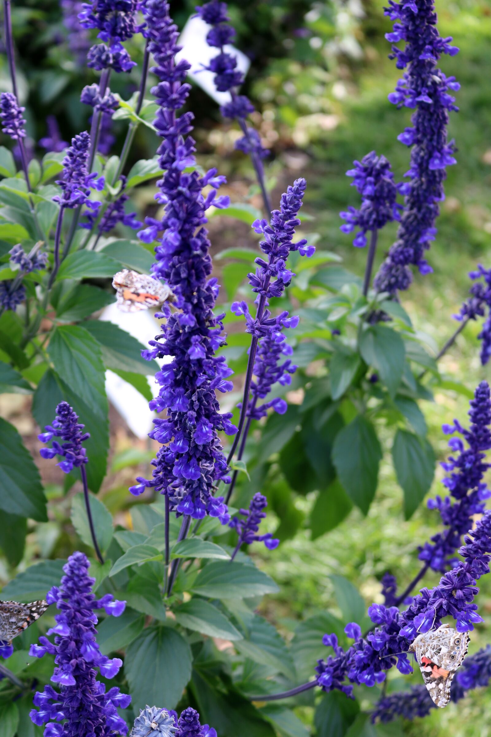 Canon EOS 750D (EOS Rebel T6i / EOS Kiss X8i) sample photo. Lavender, butterflies, purple photography