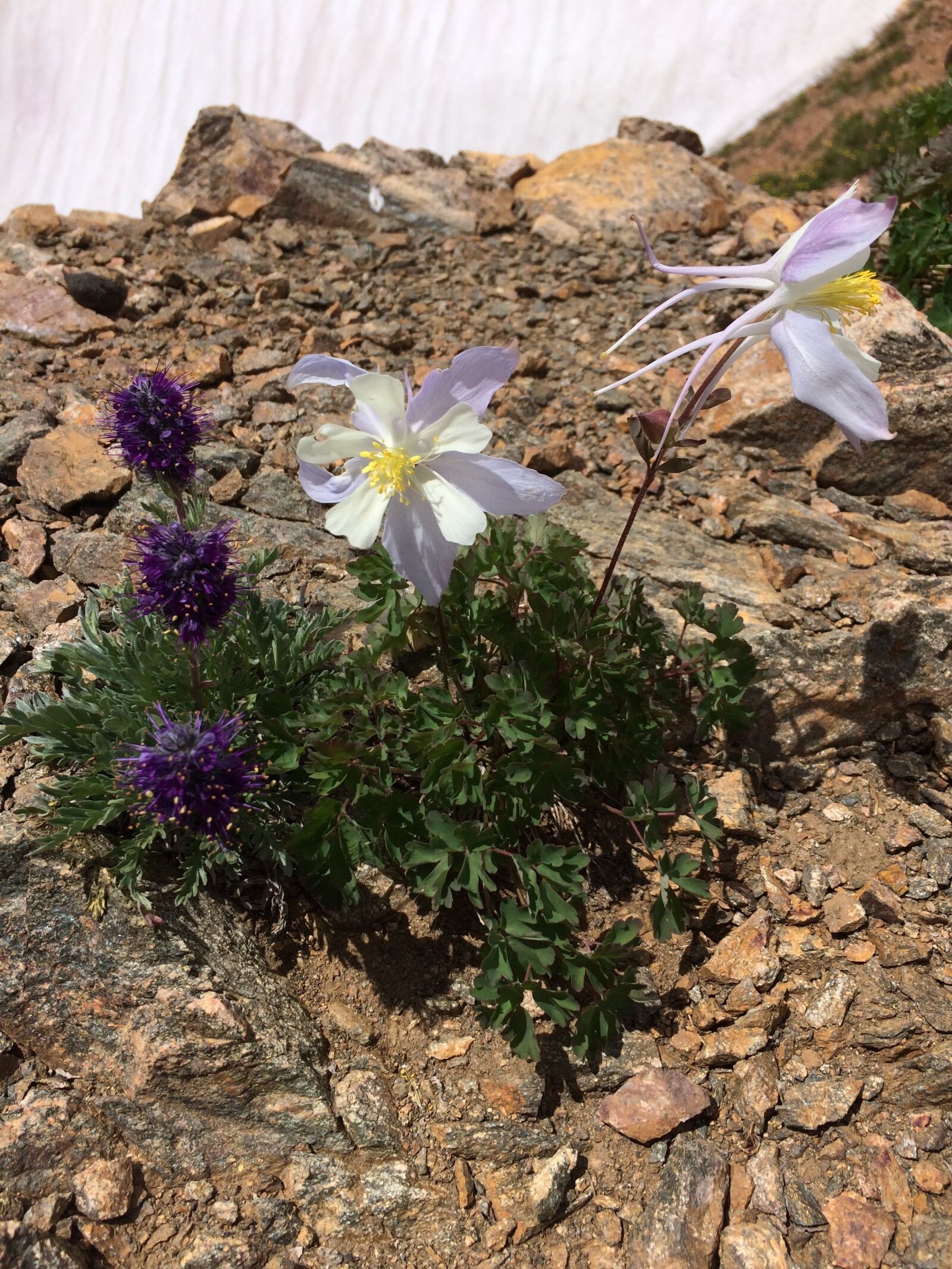 iPhone 5s back camera 4.15mm f/2.2 sample photo. Columbine, wildflower, alpine photography
