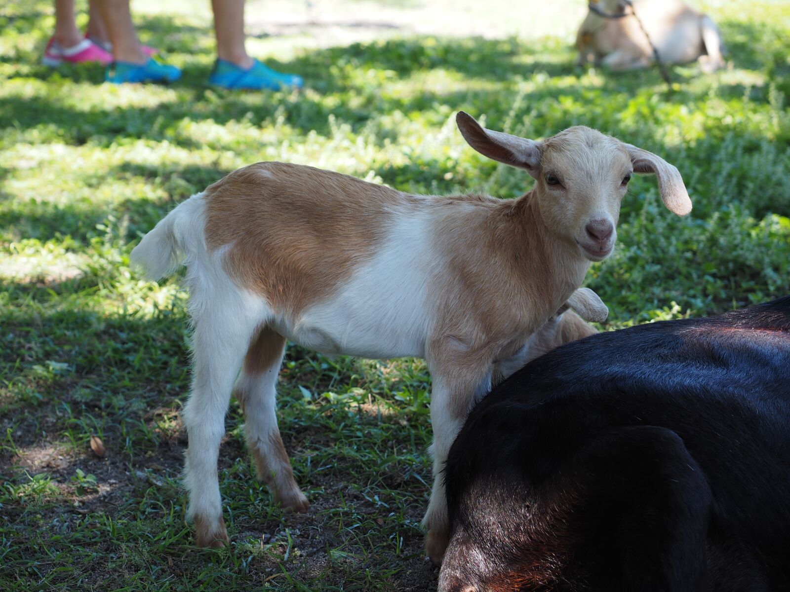 Olympus OM-D E-M1 + Olympus M.Zuiko Digital ED 12-40mm F2.8 Pro sample photo. Goat, mammals, cub photography