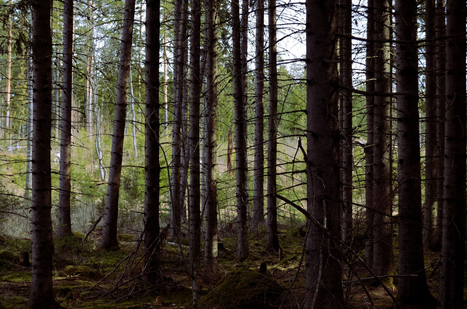 Nikon D5100 sample photo. Trees, nature, forest photography