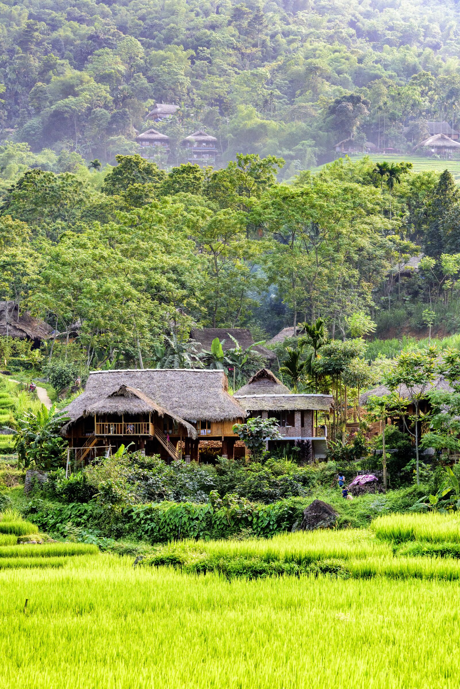 Nikon D810 sample photo. Pu luong nature reserve photography