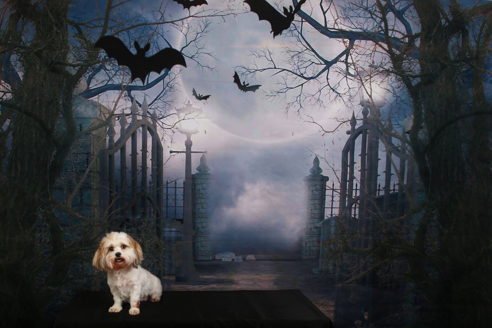 Canon EOS 7D Mark II sample photo. Dog, halloween, scene photography