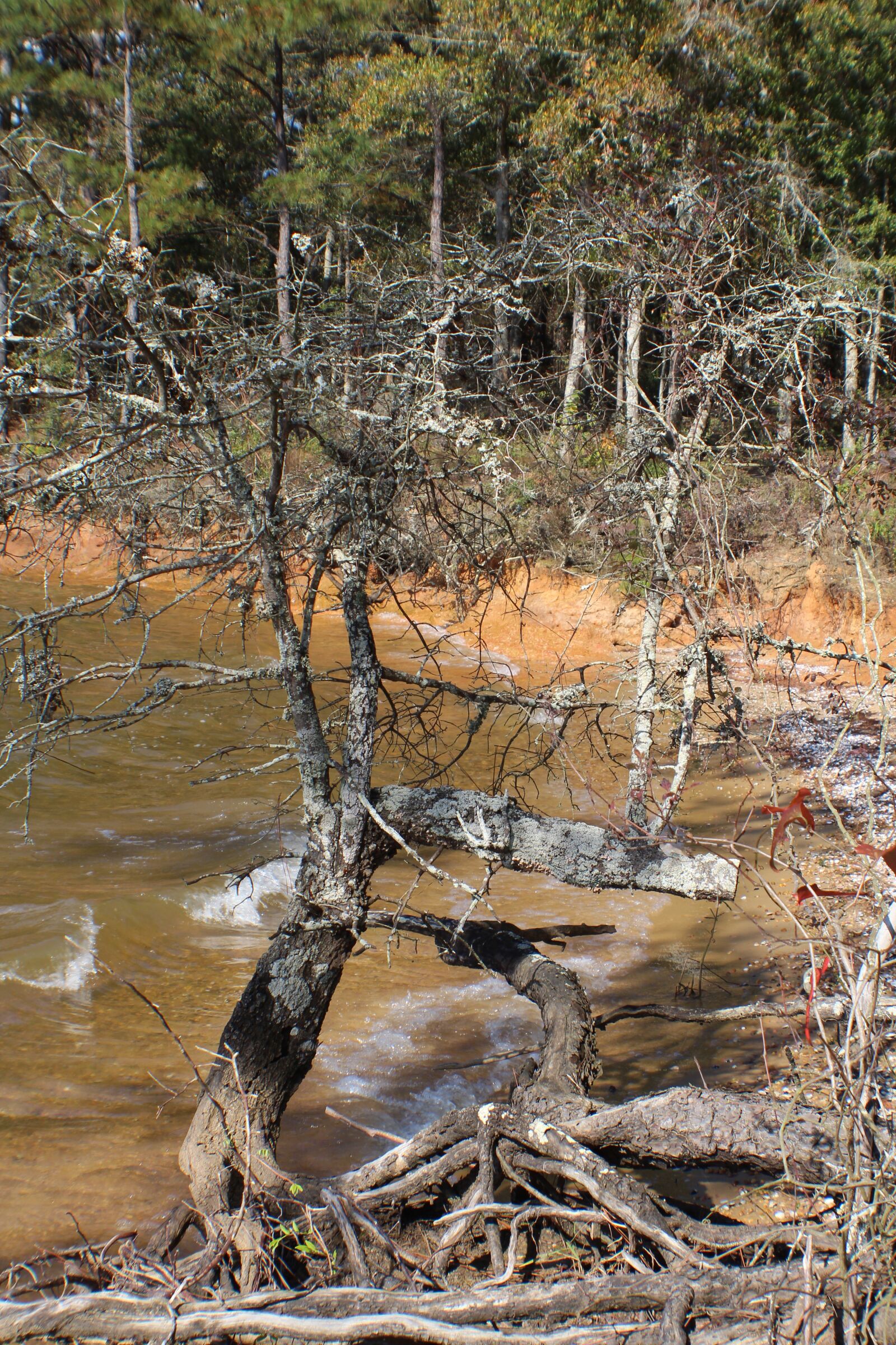 Canon EOS 650D (EOS Rebel T4i / EOS Kiss X6i) sample photo. Lake, water, tree photography