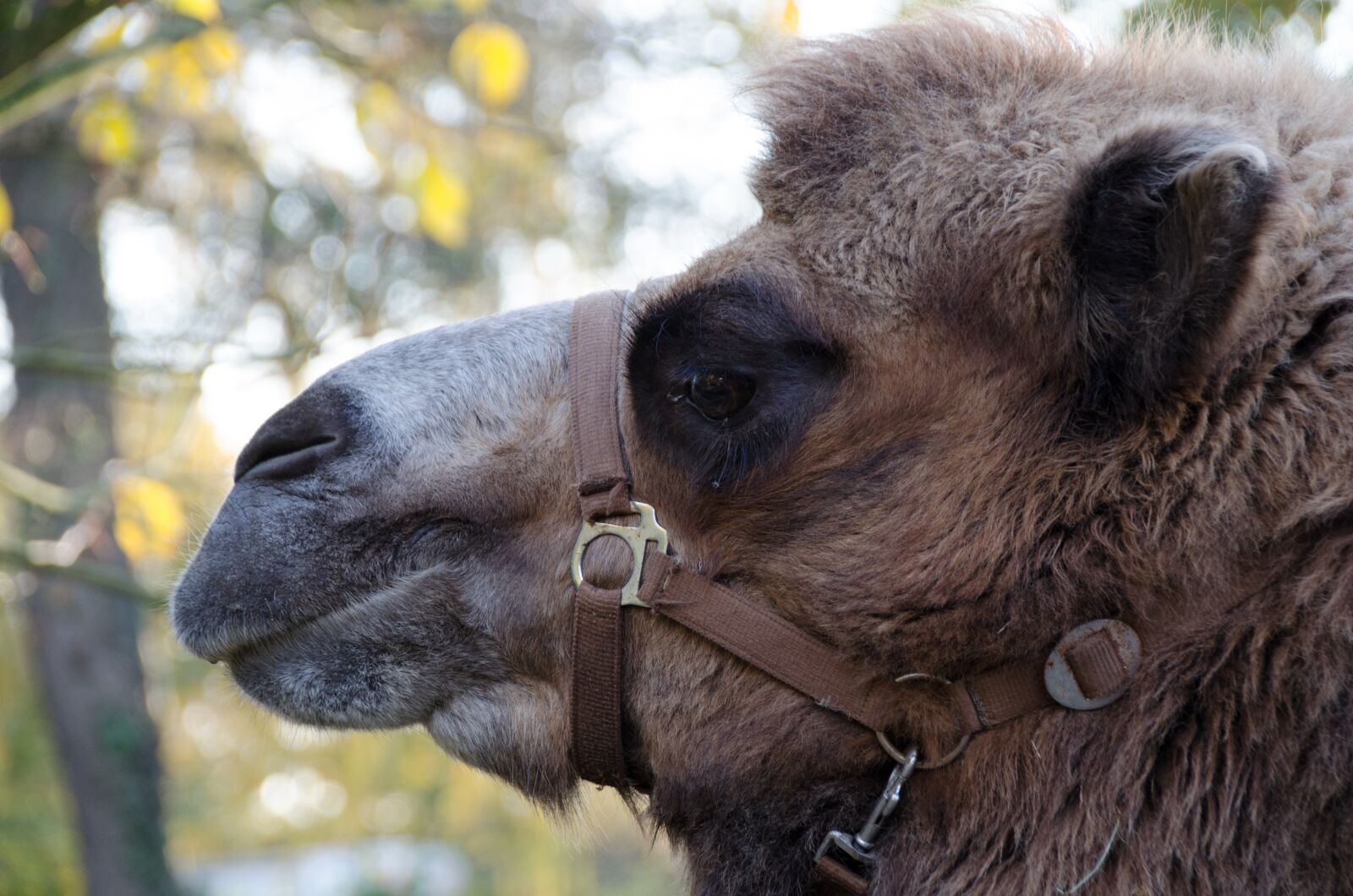 Nikon D5100 sample photo. Camel, zoo, animal photography
