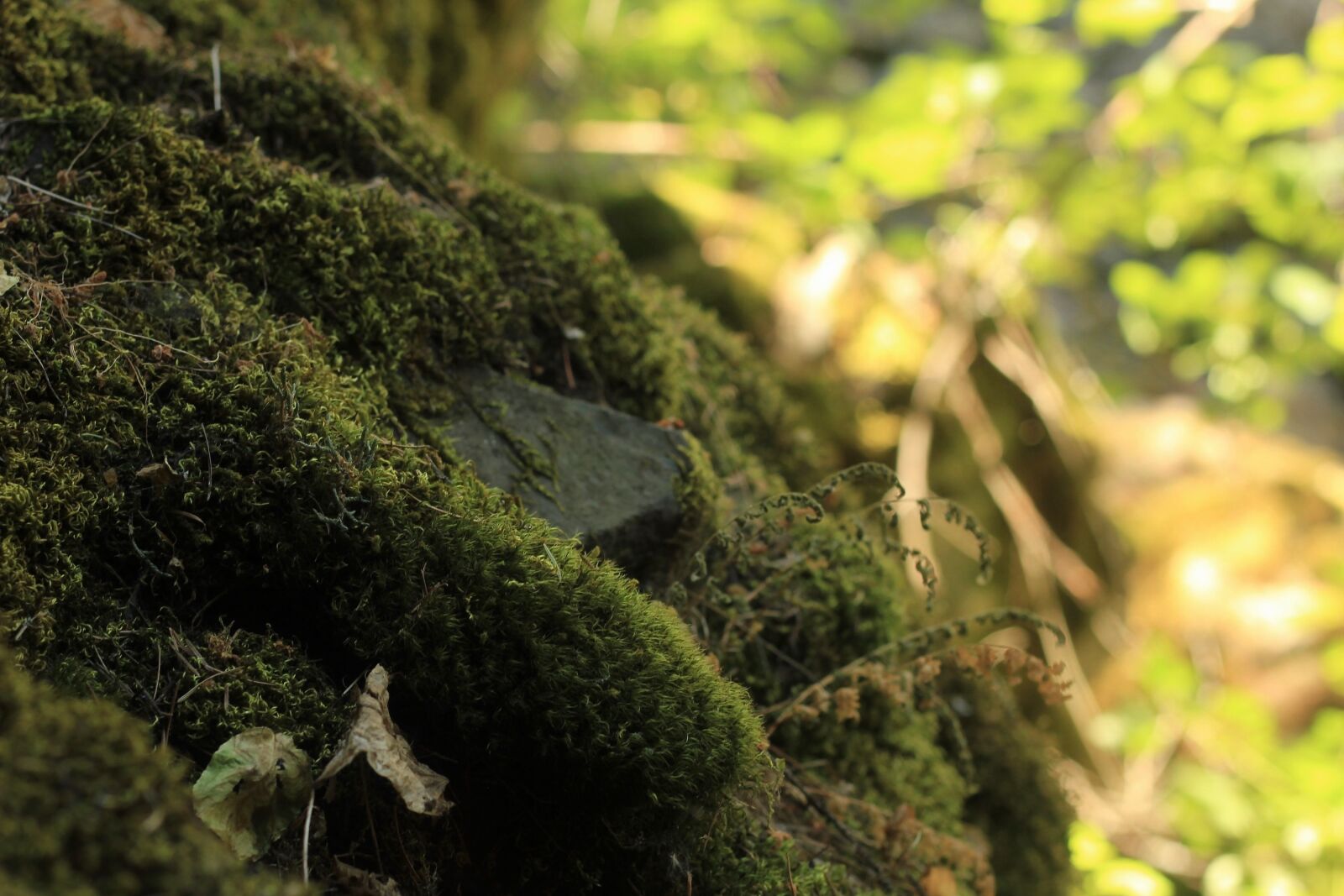 Canon EOS 550D (EOS Rebel T2i / EOS Kiss X4) sample photo. Moss, nature, green photography