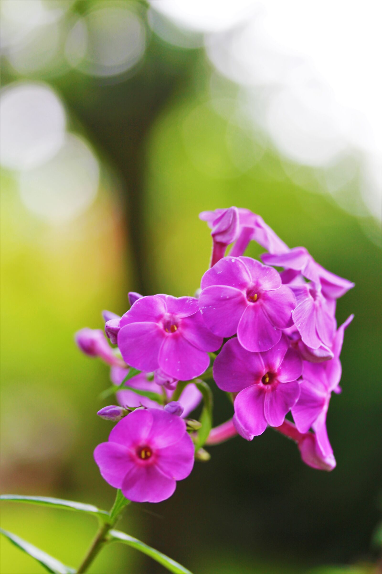 Canon EOS 550D (EOS Rebel T2i / EOS Kiss X4) sample photo. Flower, garden, blossom photography