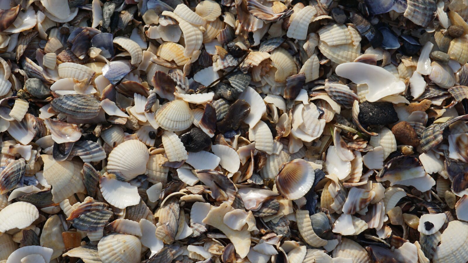 Sony a6000 sample photo. Shells, nature, shell photography