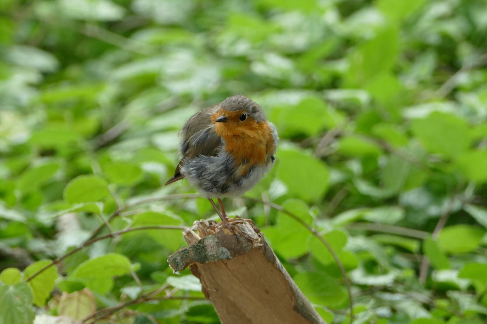 Panasonic Lumix DMC-FZ1000 sample photo. Robin, garden, songbird photography