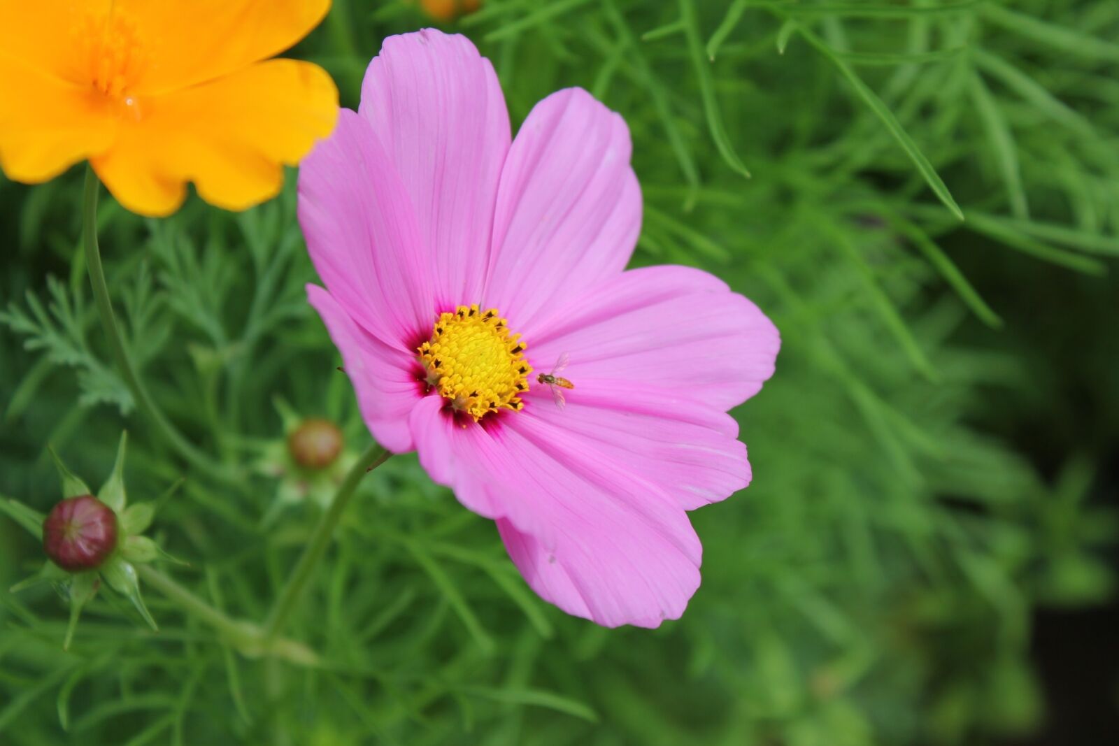 Canon EOS 550D (EOS Rebel T2i / EOS Kiss X4) sample photo. Nature, summer, flora photography