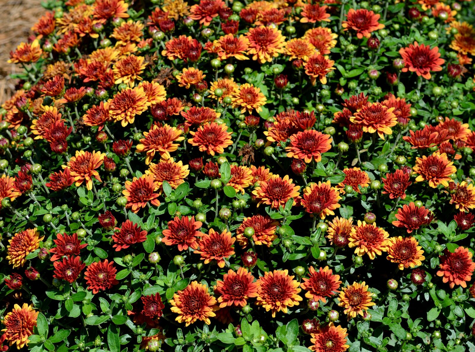 Nikon D7000 sample photo. Wild flowers, floral, vibrant photography