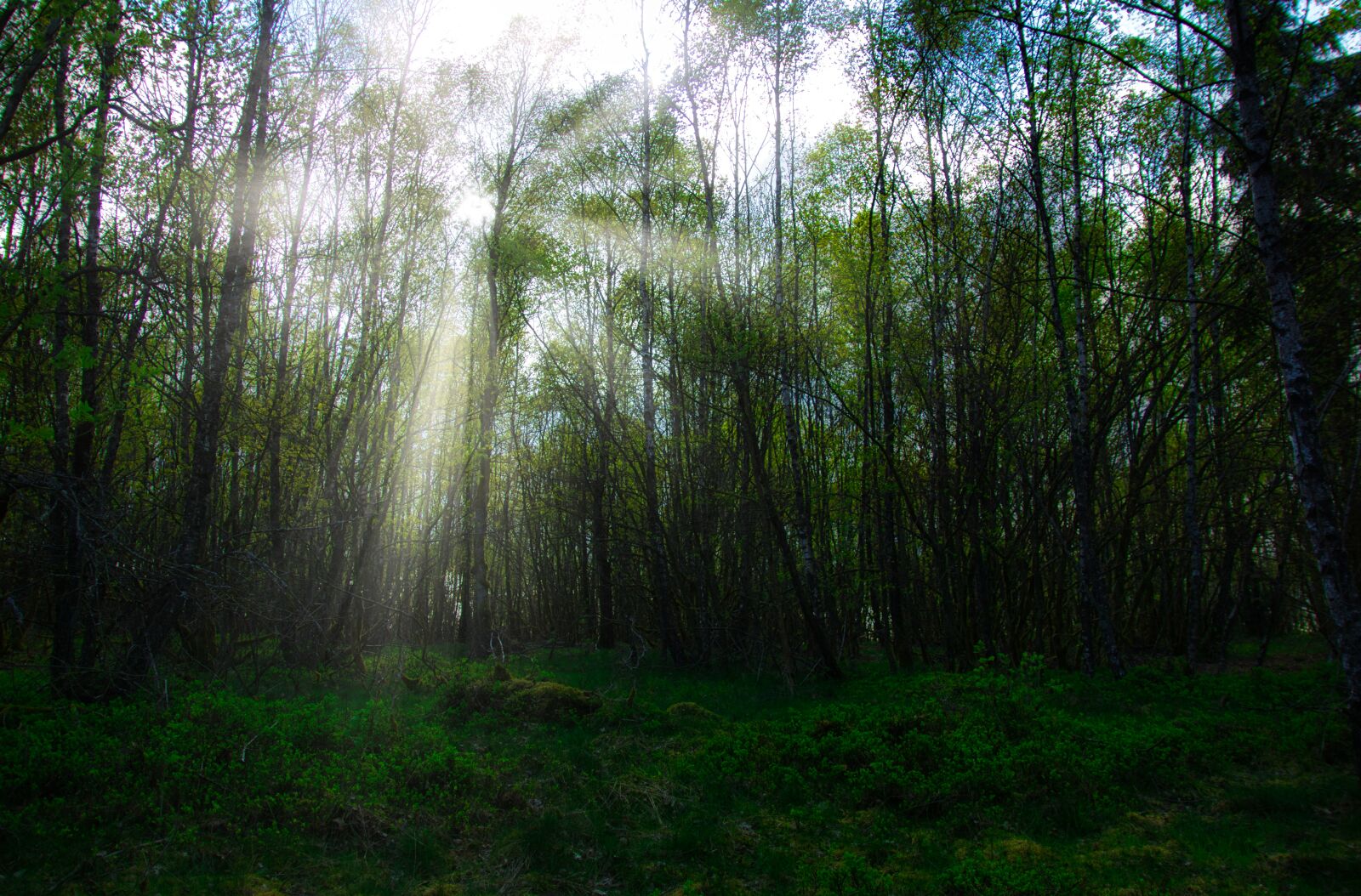 Canon EOS 800D (EOS Rebel T7i / EOS Kiss X9i) sample photo. Forest, germany, siegerland photography