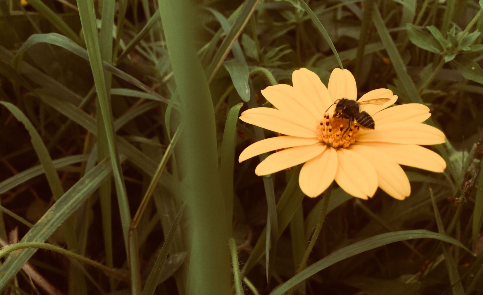 iPhone 6 back camera 4.15mm f/2.2 sample photo. Beautiful, flowers photography