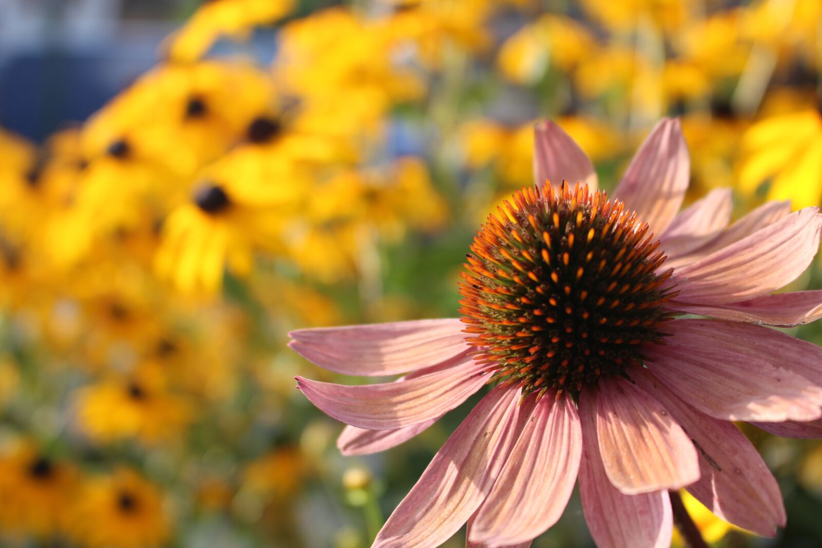 Canon EOS 100D (EOS Rebel SL1 / EOS Kiss X7) sample photo. Flower, macro photography