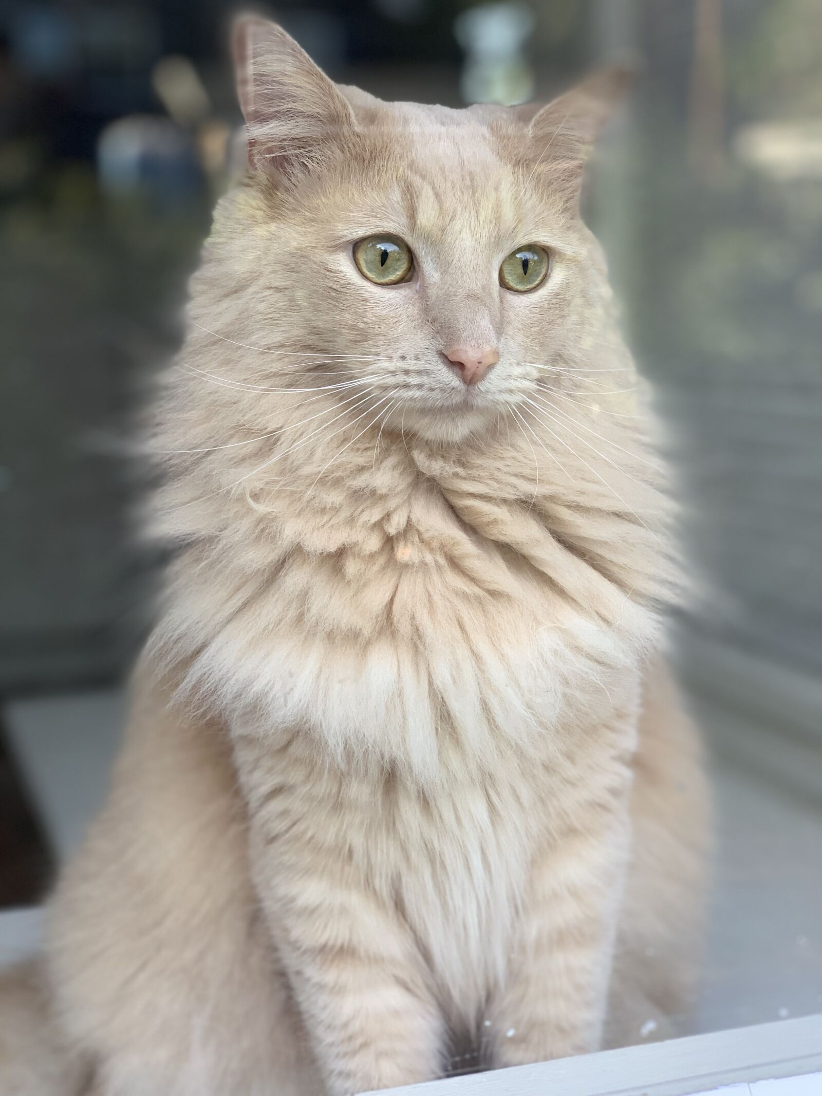 iPhone XS Max back dual camera 6mm f/2.4 sample photo. Kitty, window, animal photography