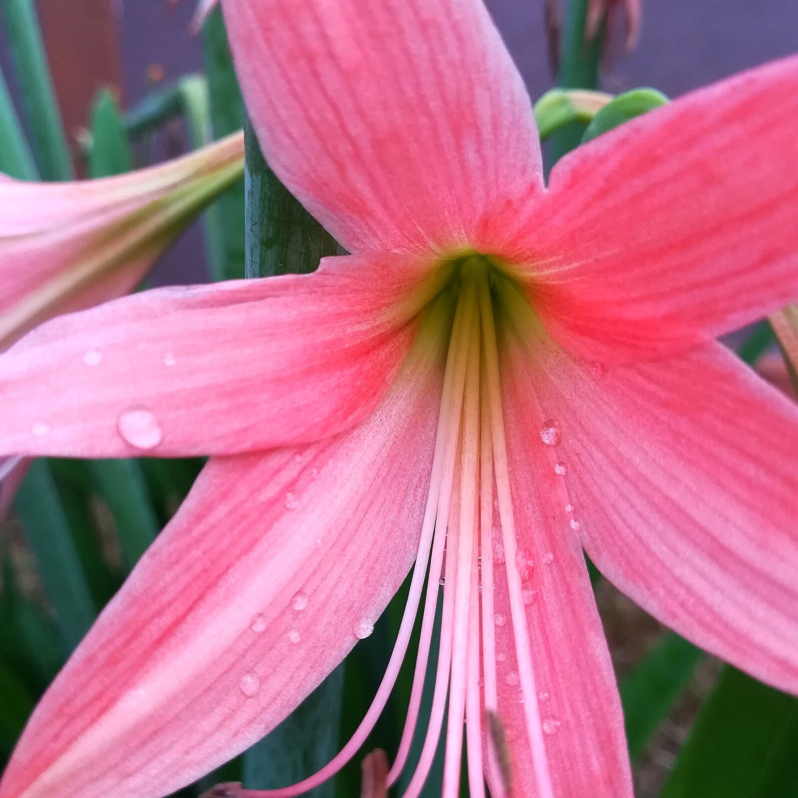 HUAWEI P10 lite sample photo. Bloom, blooming, blossom, blur photography