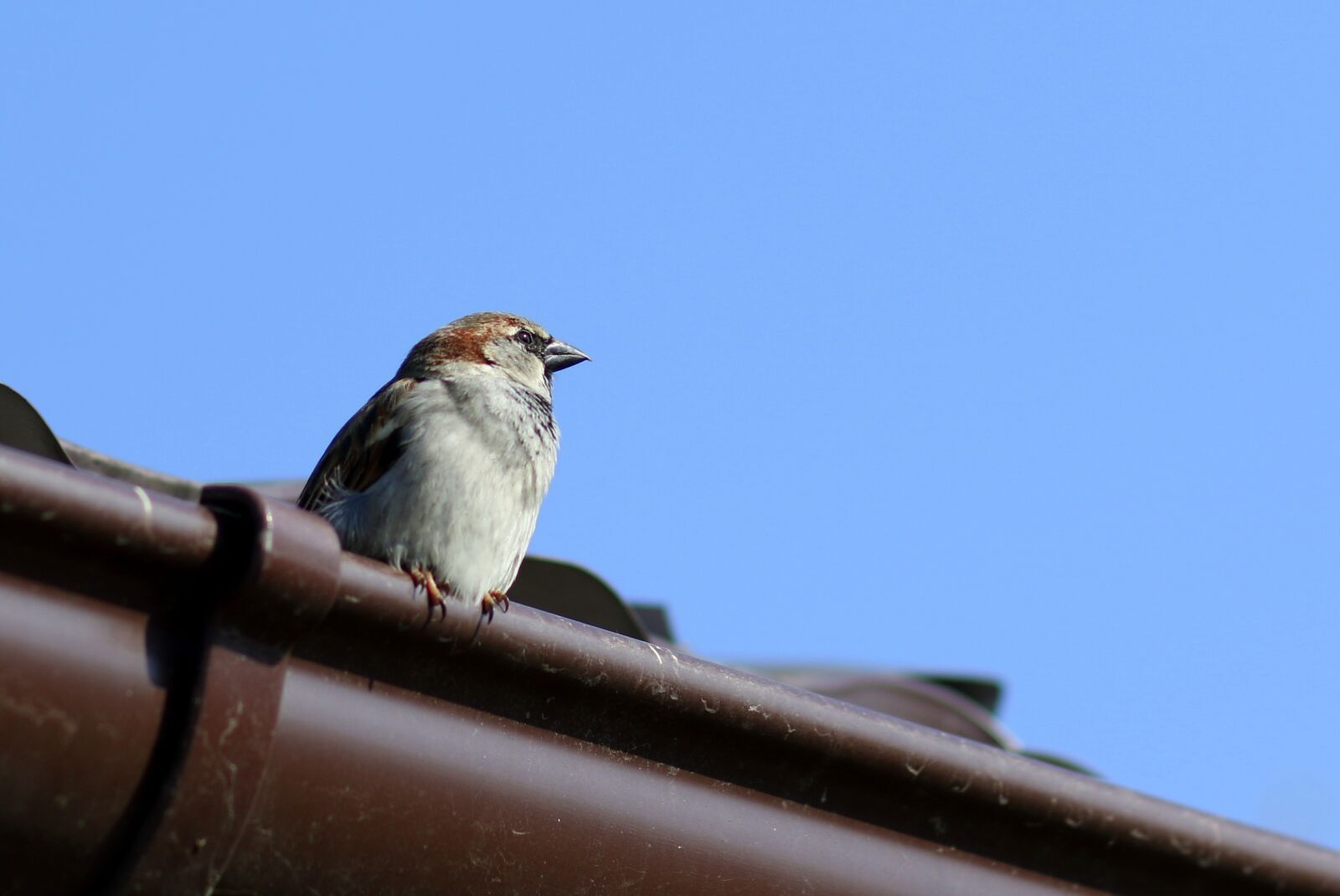 Canon EF 85mm F1.8 USM sample photo. Sparrow, birds, rest photography