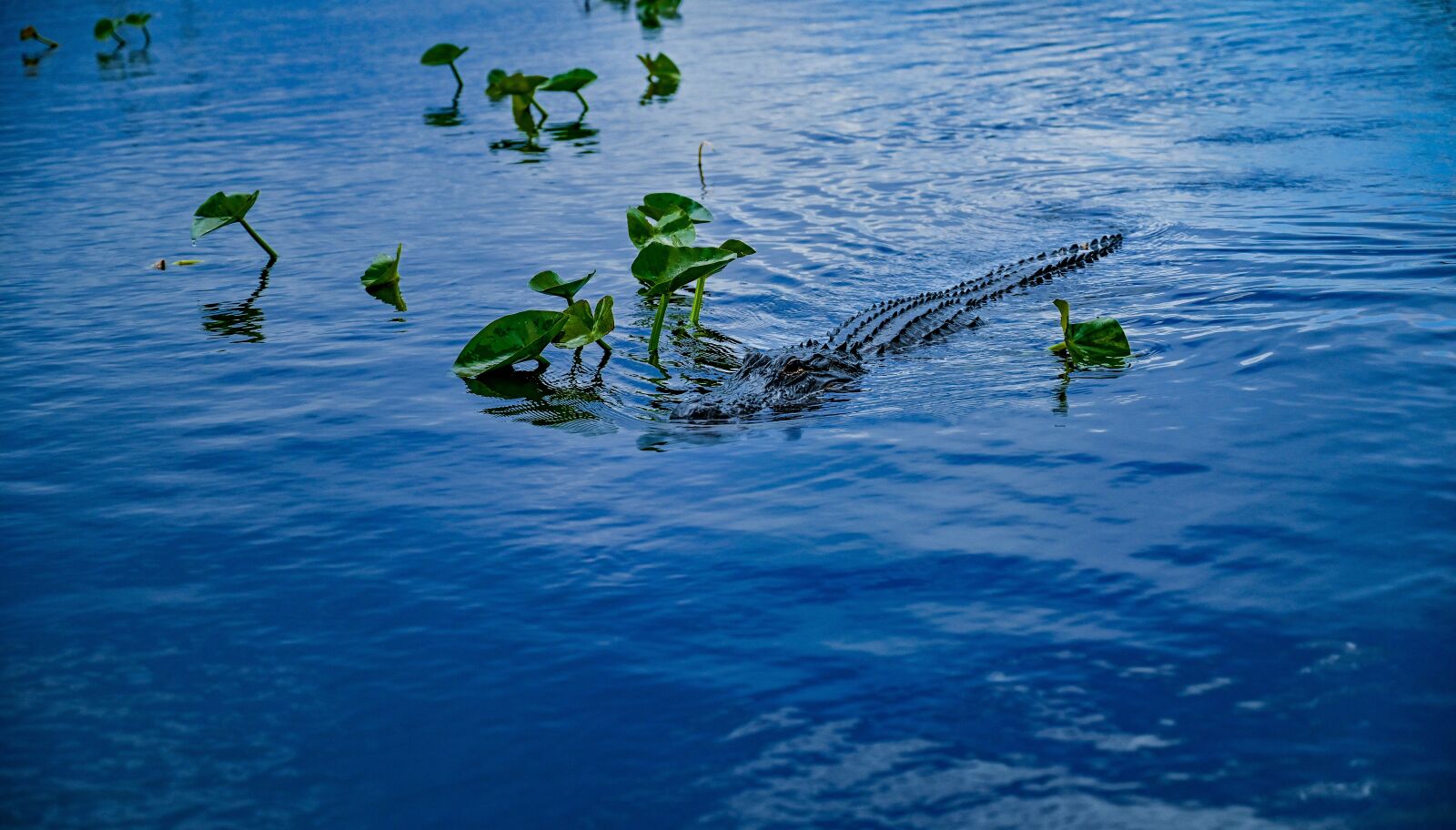 Nikon Z6 sample photo. Wilderness, alligator, nature photography