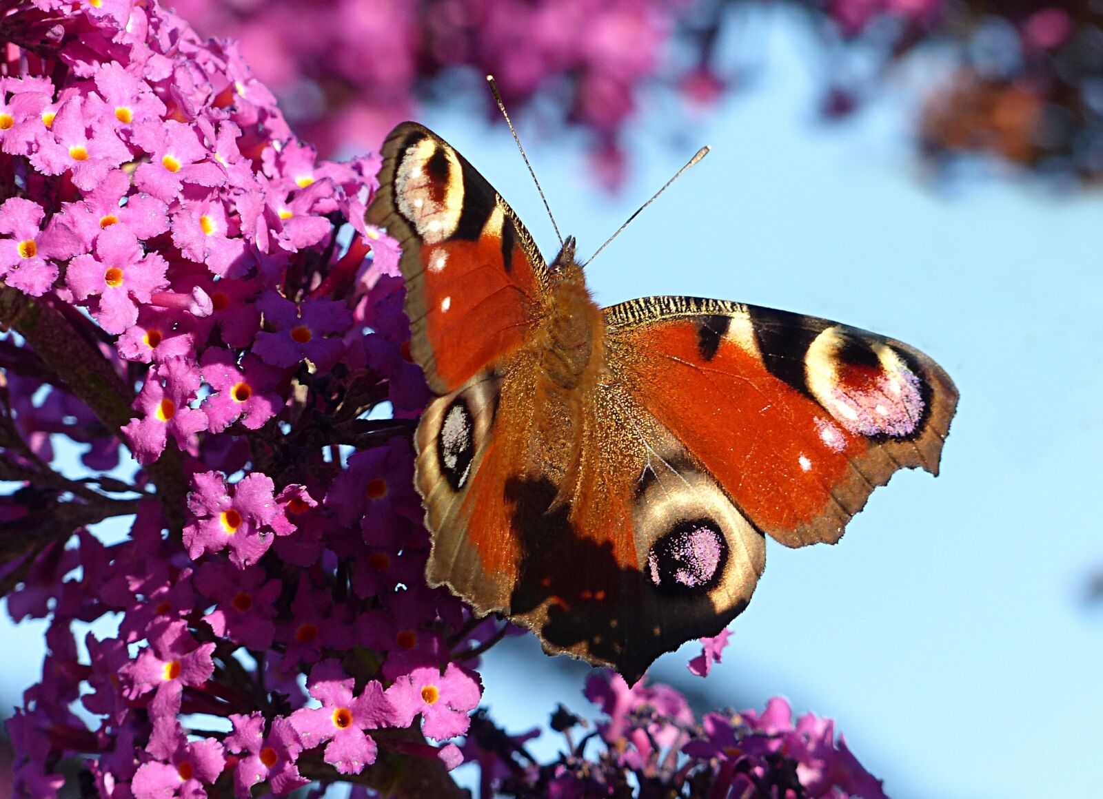 Panasonic Lumix DMC-FZ200 sample photo. Animal, insect, butterfly photography