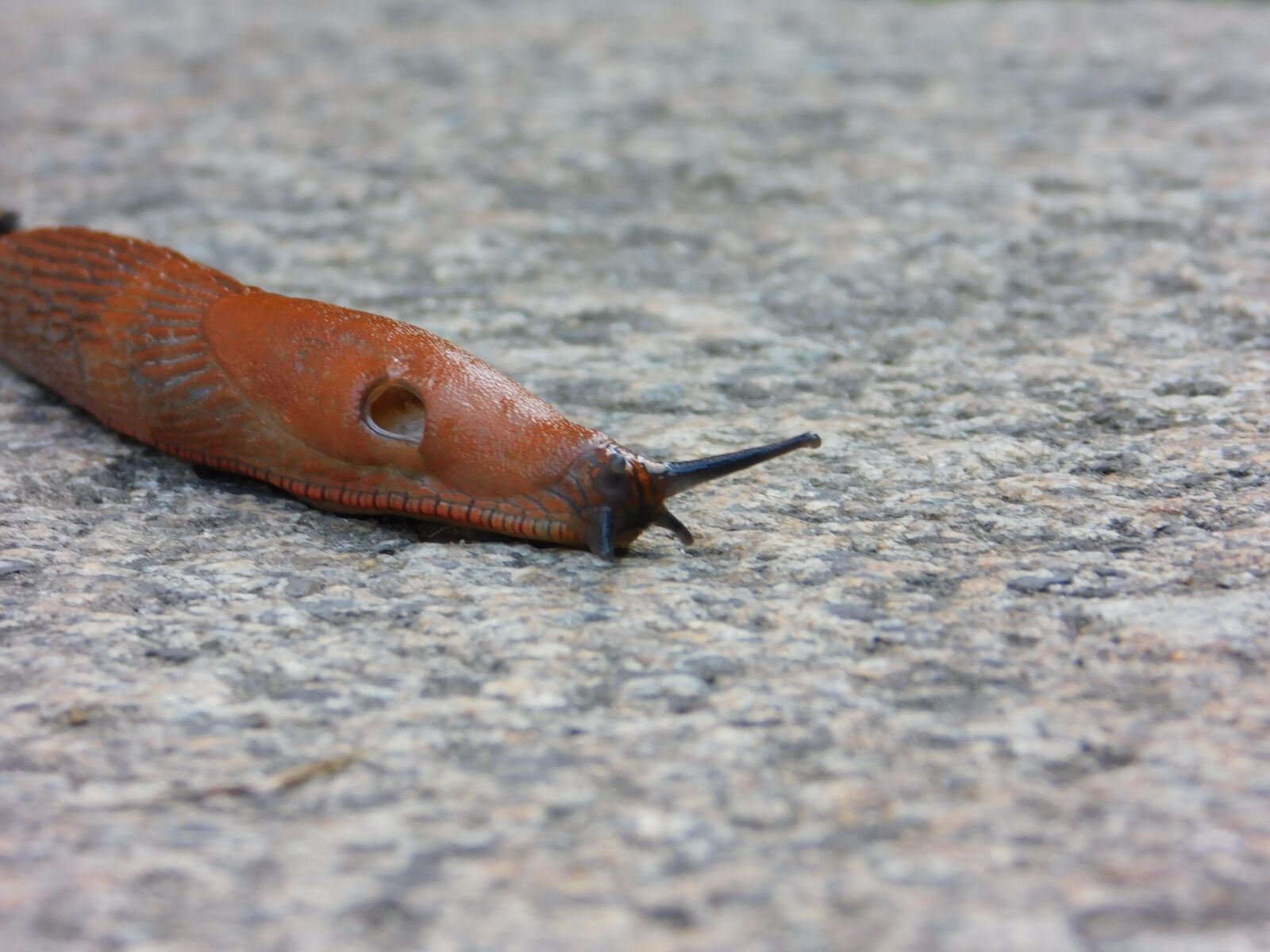 Nikon Coolpix B500 sample photo. Snail, without the shell photography
