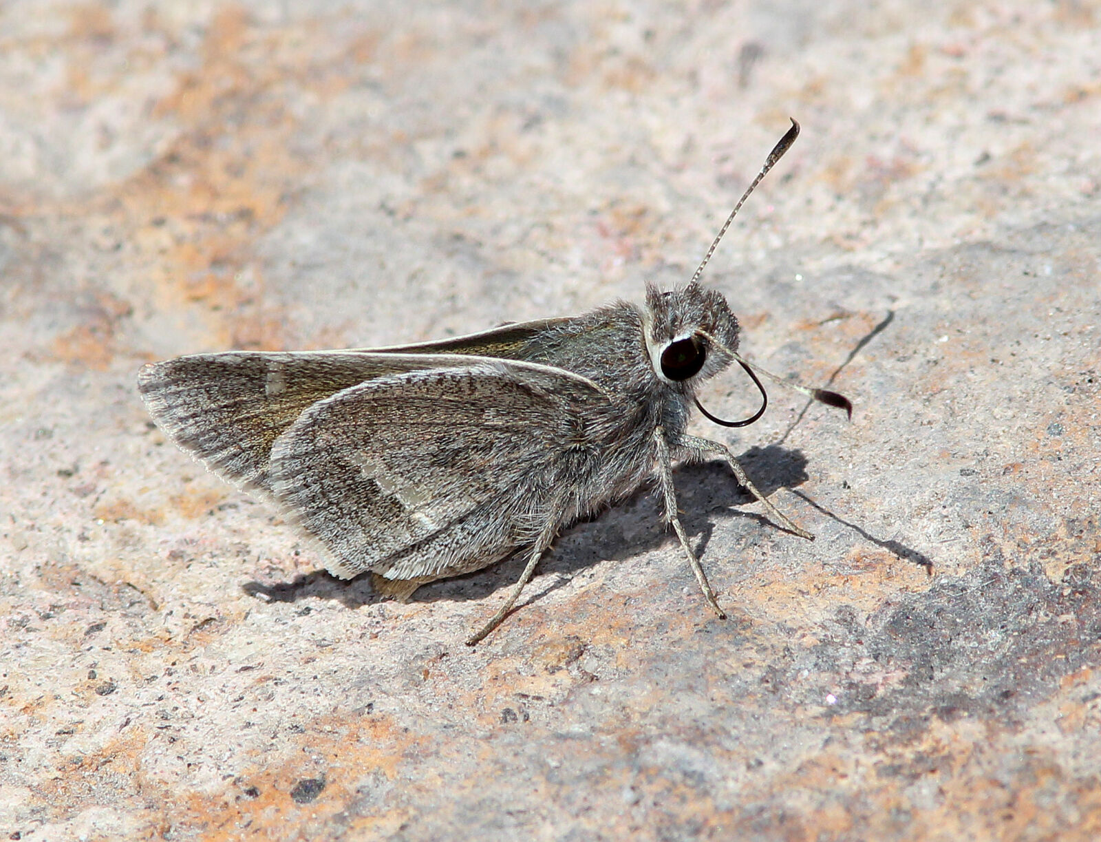 Canon EF 300mm F4L IS USM sample photo