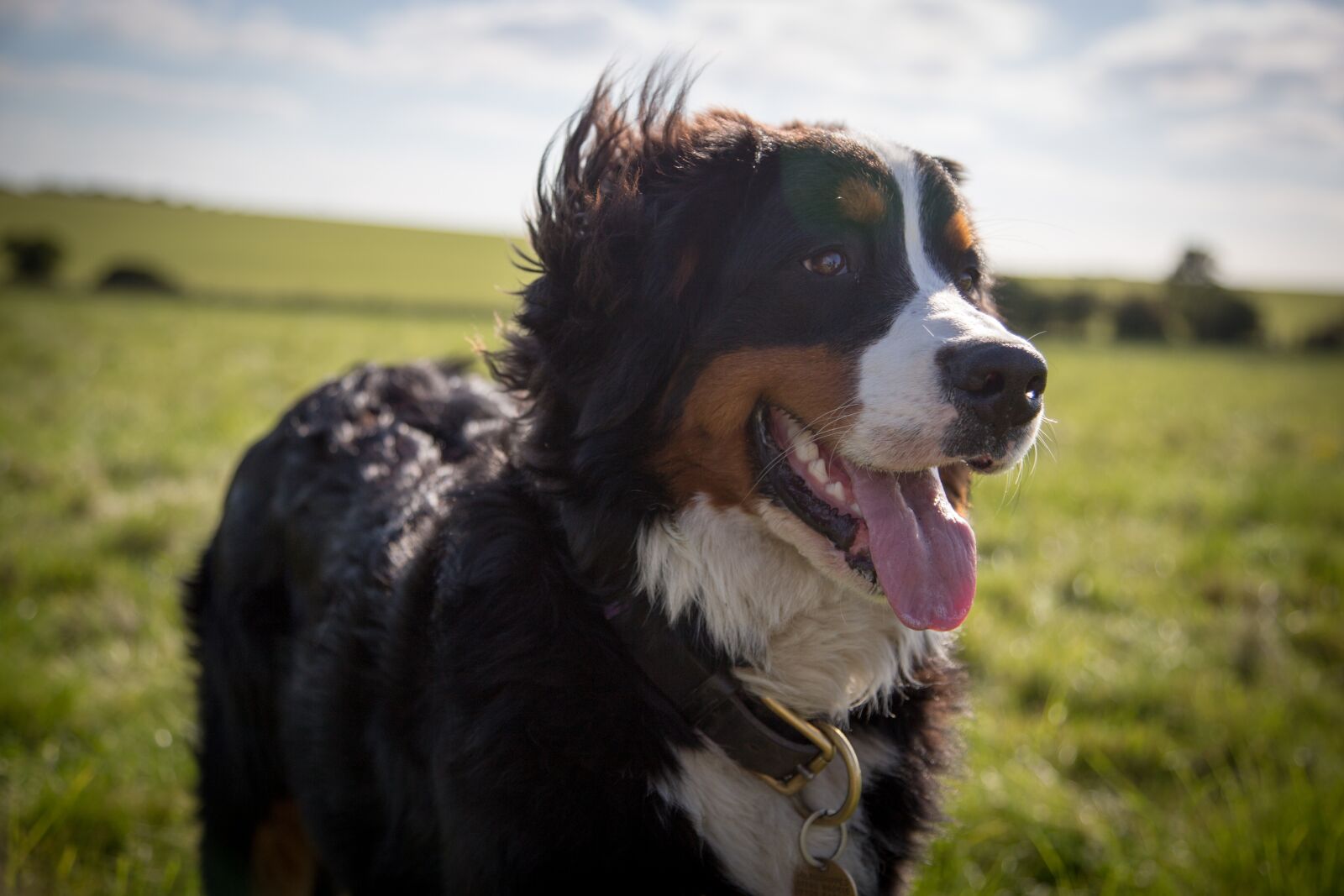 Canon EOS 6D + Canon EF 24-105mm F4L IS USM sample photo. Dog, animal, mammal photography