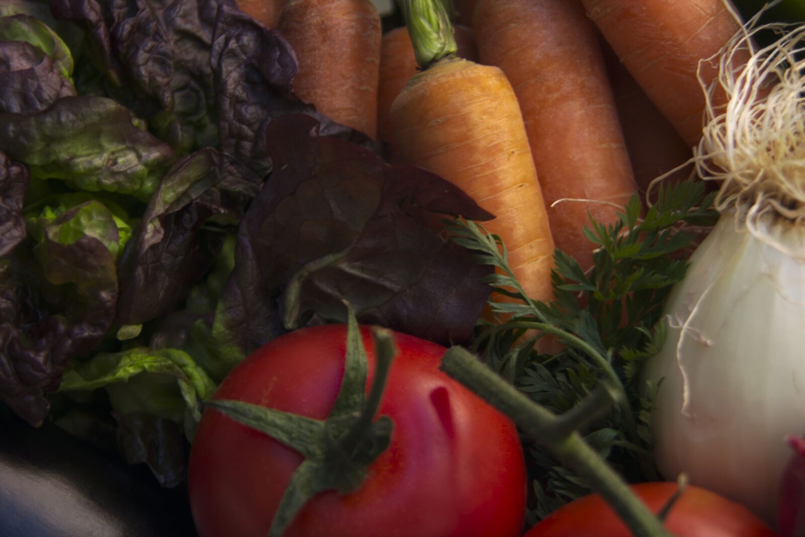 Canon EOS 600D (Rebel EOS T3i / EOS Kiss X5) sample photo. Tomato, lettuce, carrot photography