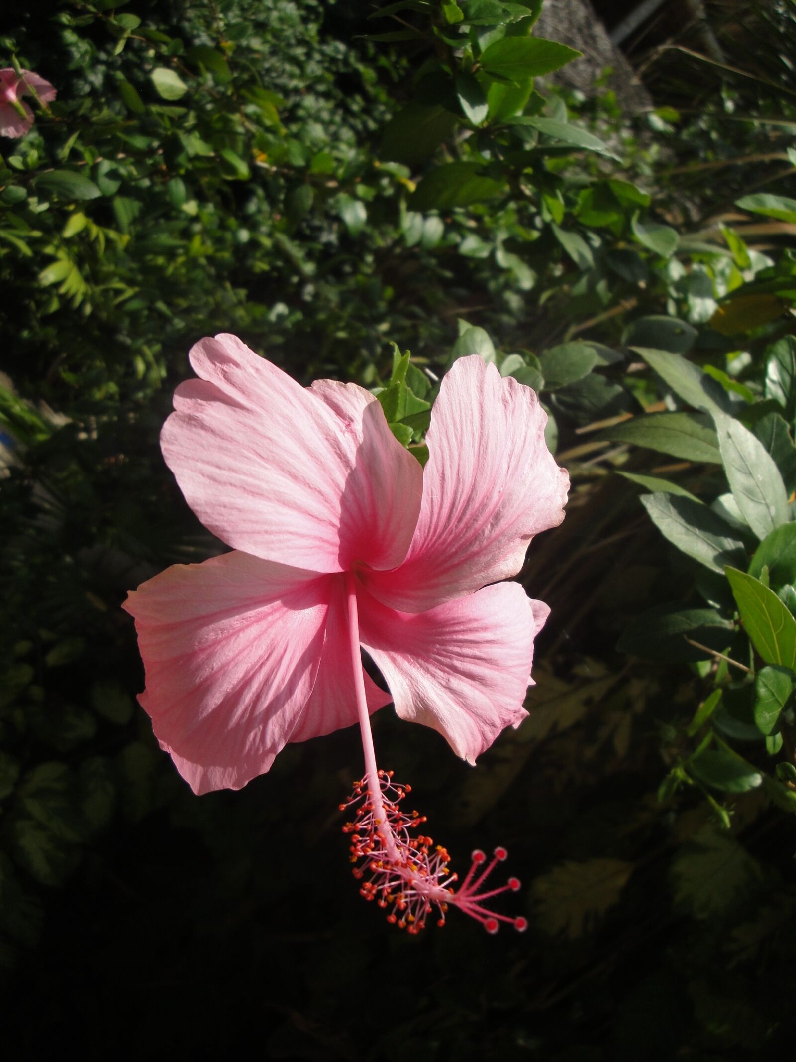 Sony Cyber-shot DSC-W290 sample photo. Hibiscus, the china rose photography