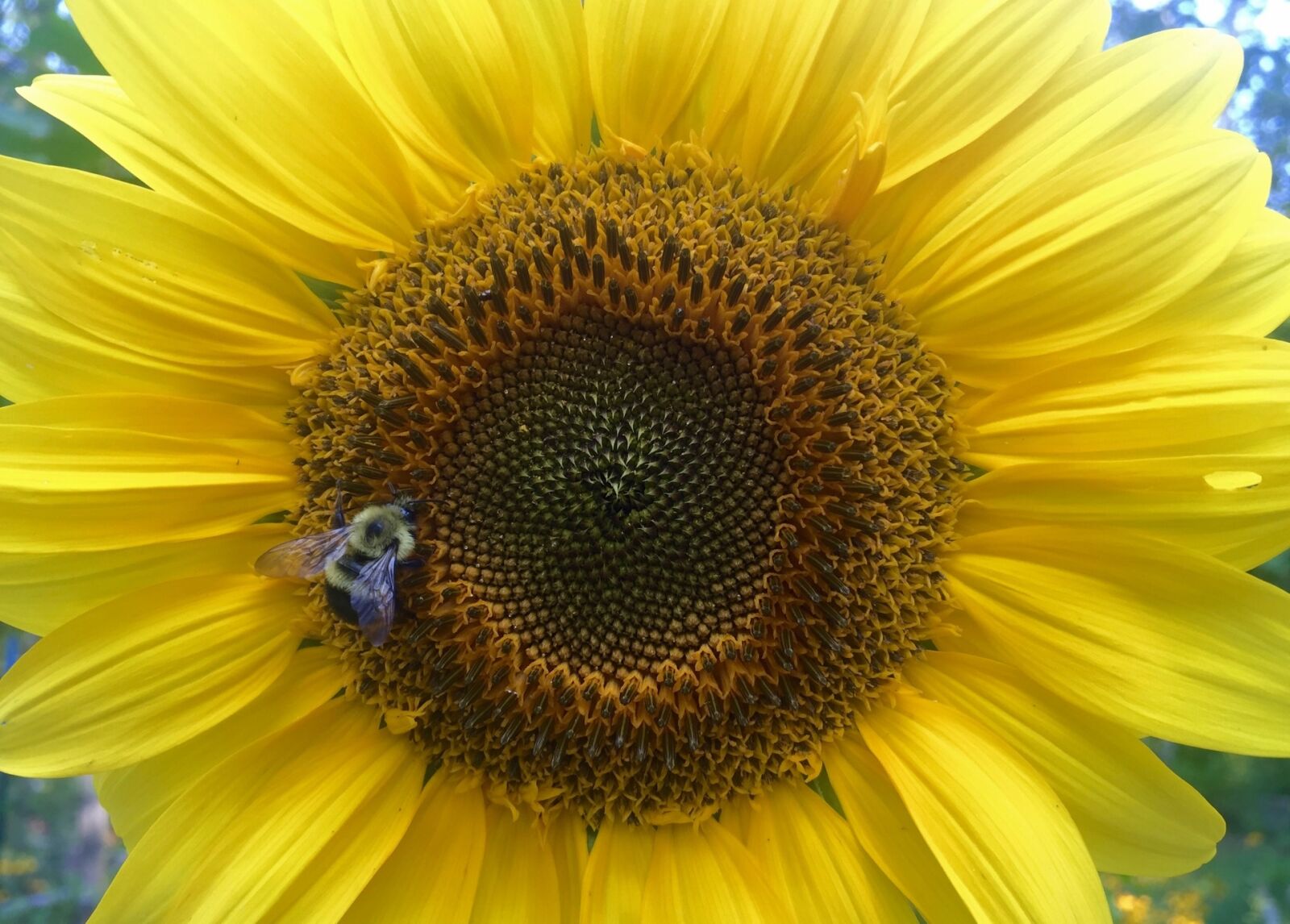 Apple iPhone 6 sample photo. Sunflower, flower, yellow photography