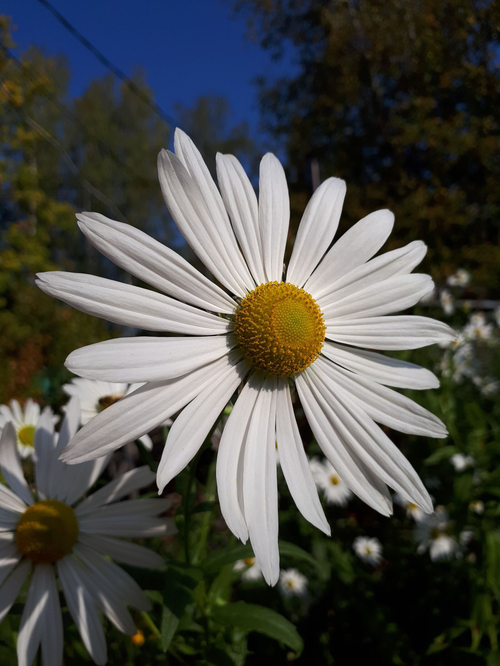 Samsung Galaxy A5(2017) sample photo. Daisy, white, autumn photography