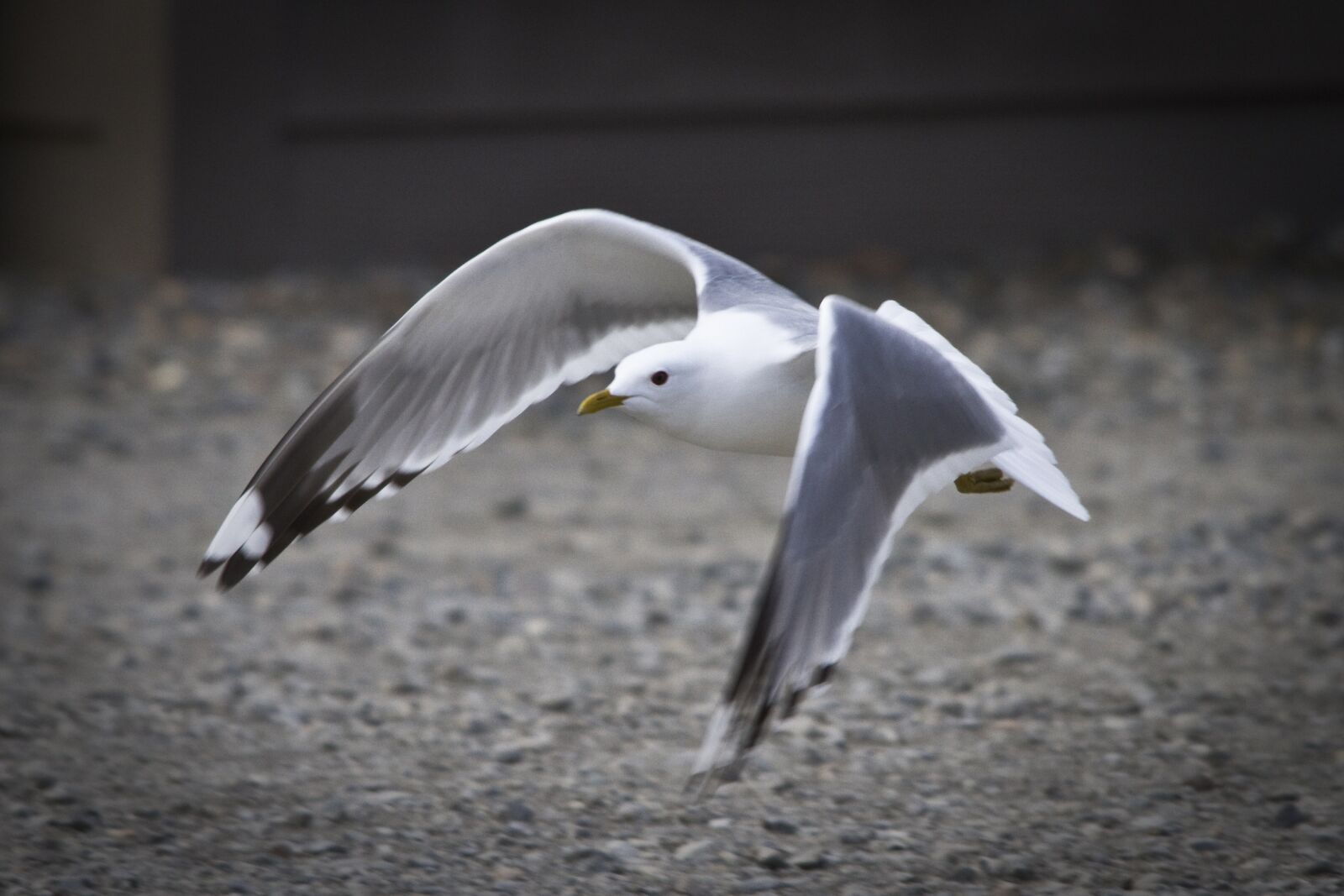 Canon EOS 7D sample photo. Seagull, flying, gull photography