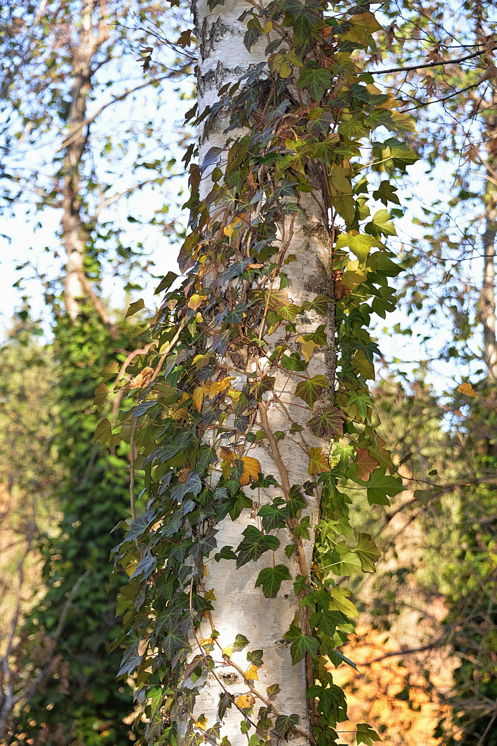 Nikon D610 sample photo. Birch, fouling, autumn photography
