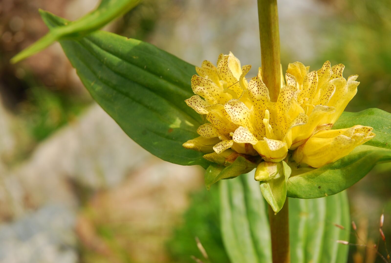 Nikon D80 sample photo. Gentian, mountain, summer photography