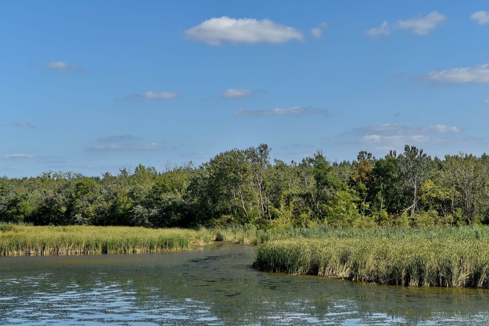 Nikon D5500 sample photo. Marshlands, natural habitat, swamp photography