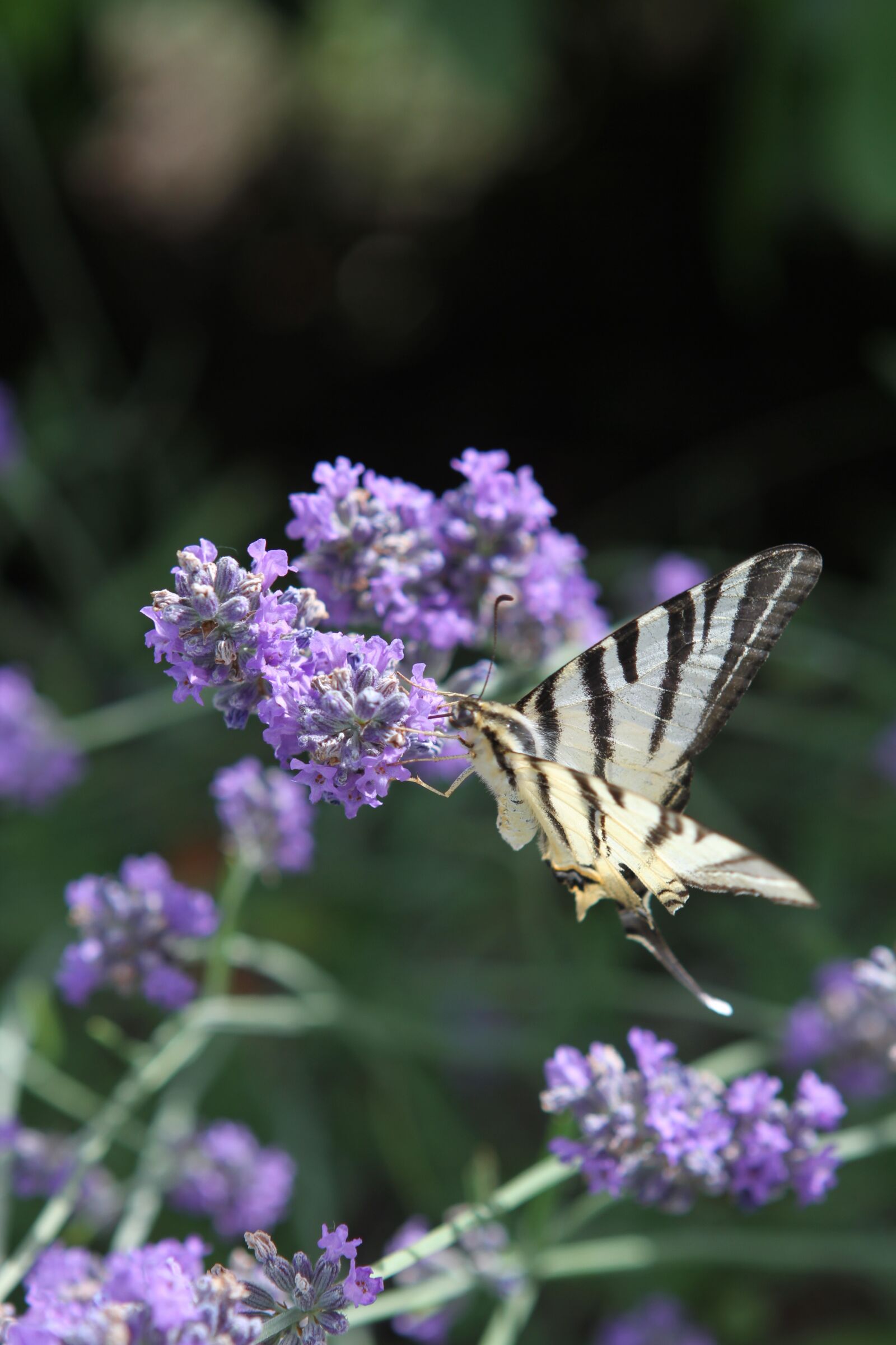 Canon EOS 7D sample photo. Lavender, flower, swallowtail butterfly photography