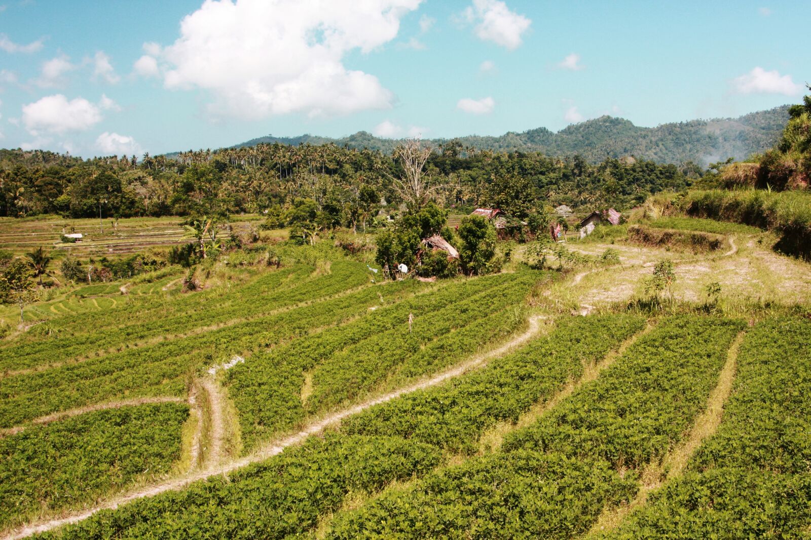 Canon EOS 450D (EOS Rebel XSi / EOS Kiss X2) sample photo. Bali, agriculture, landscape photography