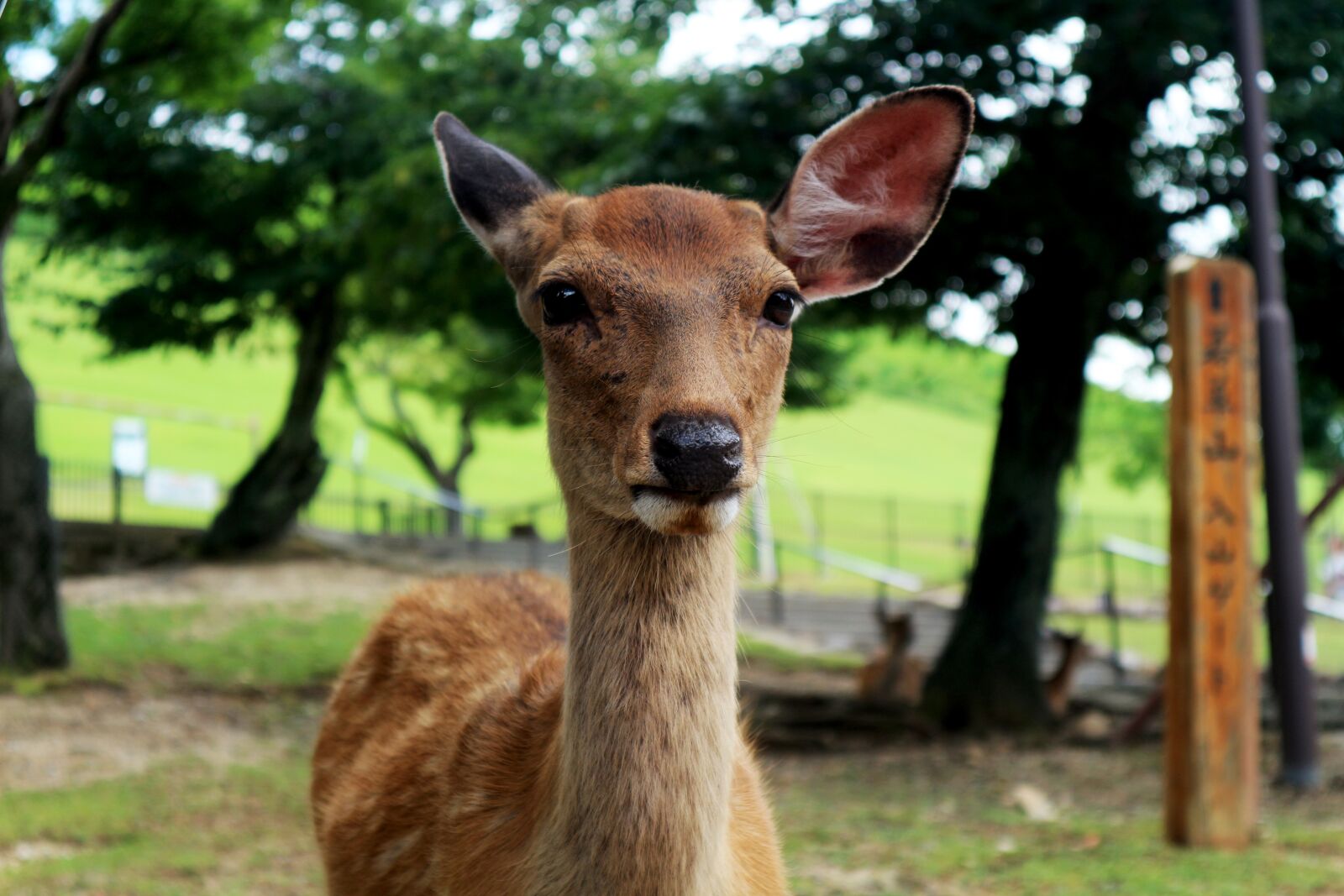 Canon EOS M10 sample photo. Roe deer, japan, nature photography
