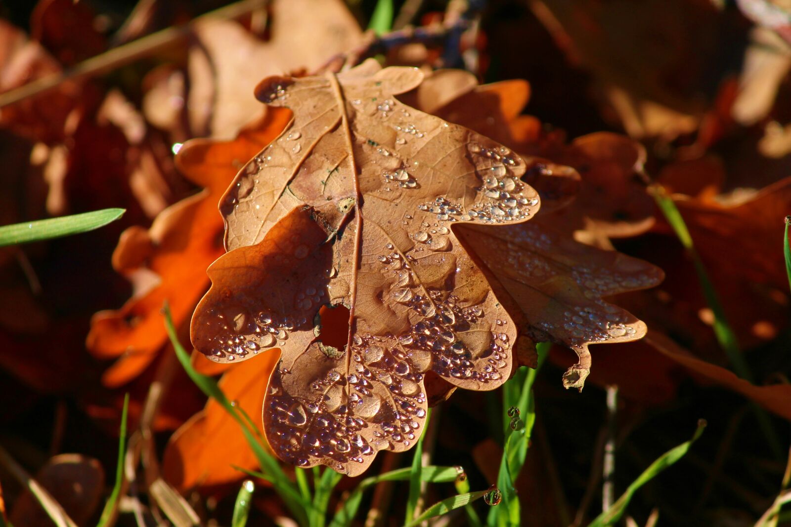 Canon EOS 1100D (EOS Rebel T3 / EOS Kiss X50) sample photo. Morgentau, leaf, leaves photography