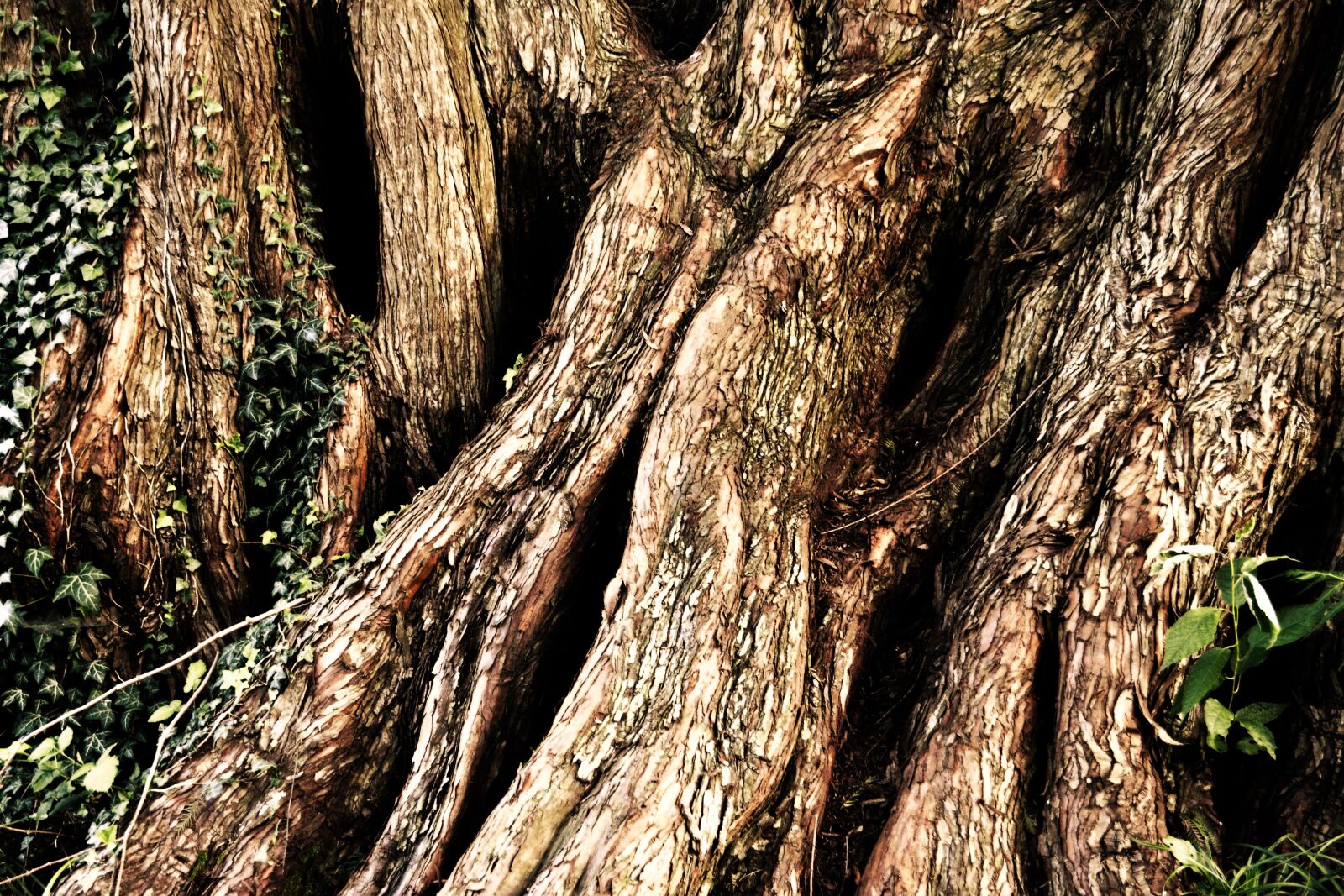 Nikon D3100 sample photo. Mystical, tree, forest photography