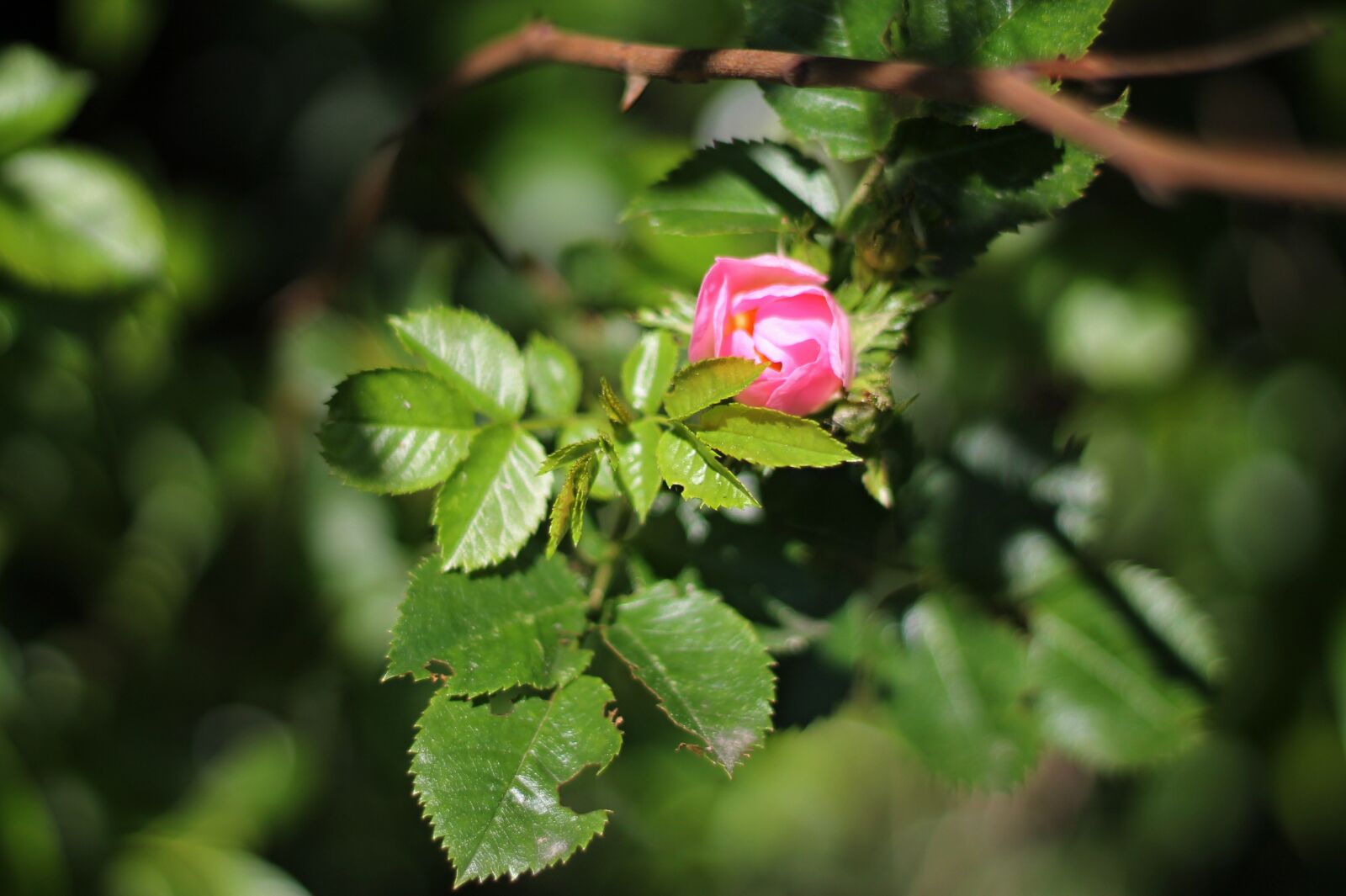 Canon EOS 1100D (EOS Rebel T3 / EOS Kiss X50) + Canon EF 50mm F1.8 II sample photo. Rose, the sleeping rose photography