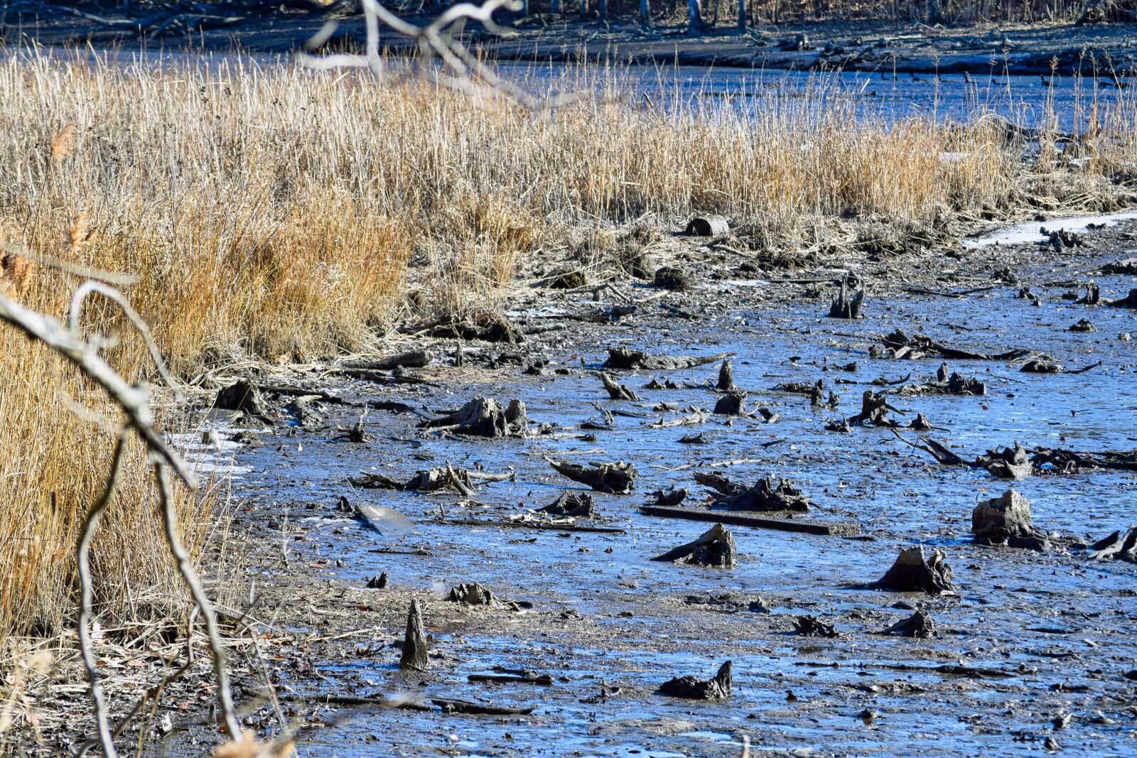 Nikon D3300 sample photo. Swamp, marsh, reeds photography