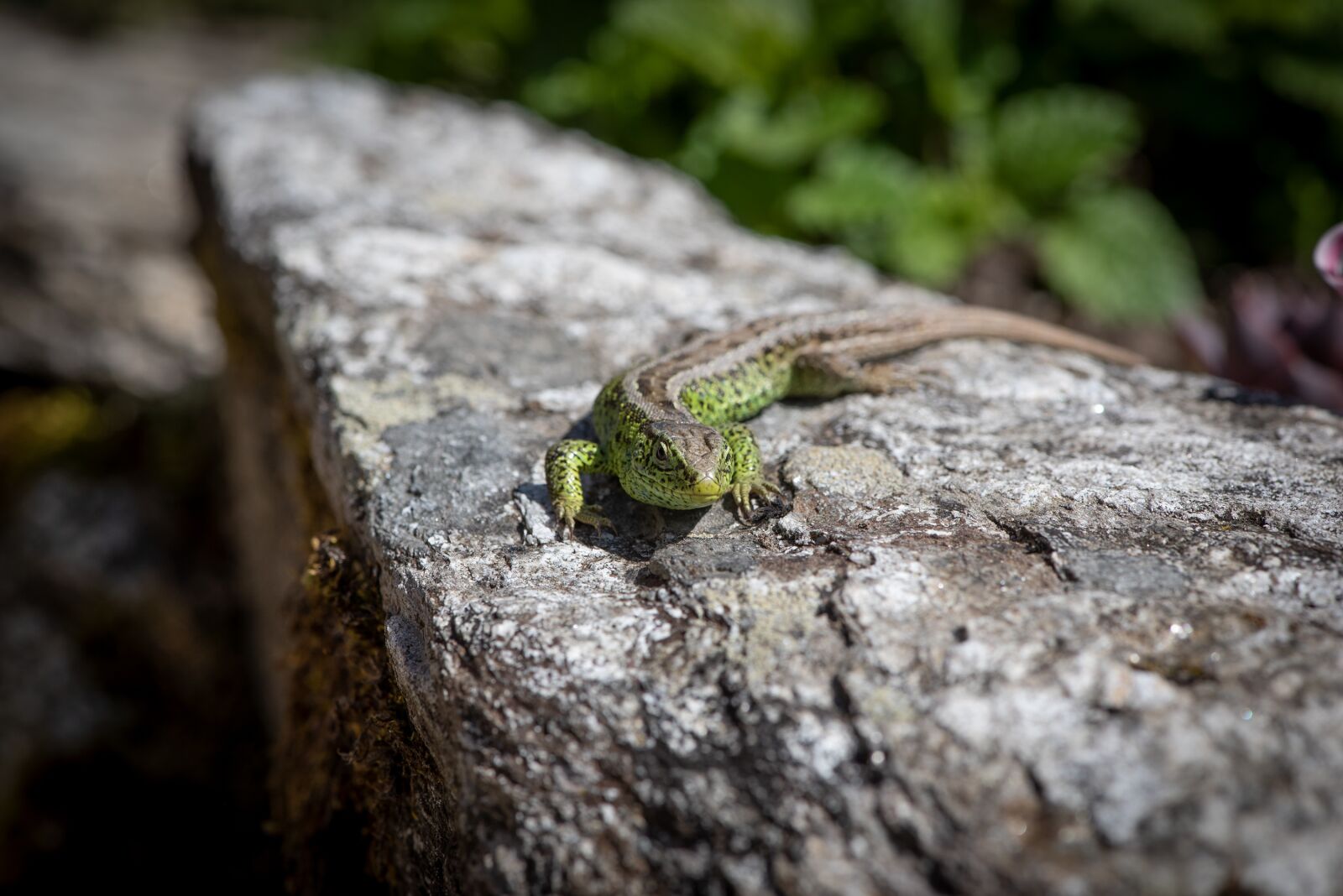 Nikon D750 sample photo. Lizard, stone, green photography