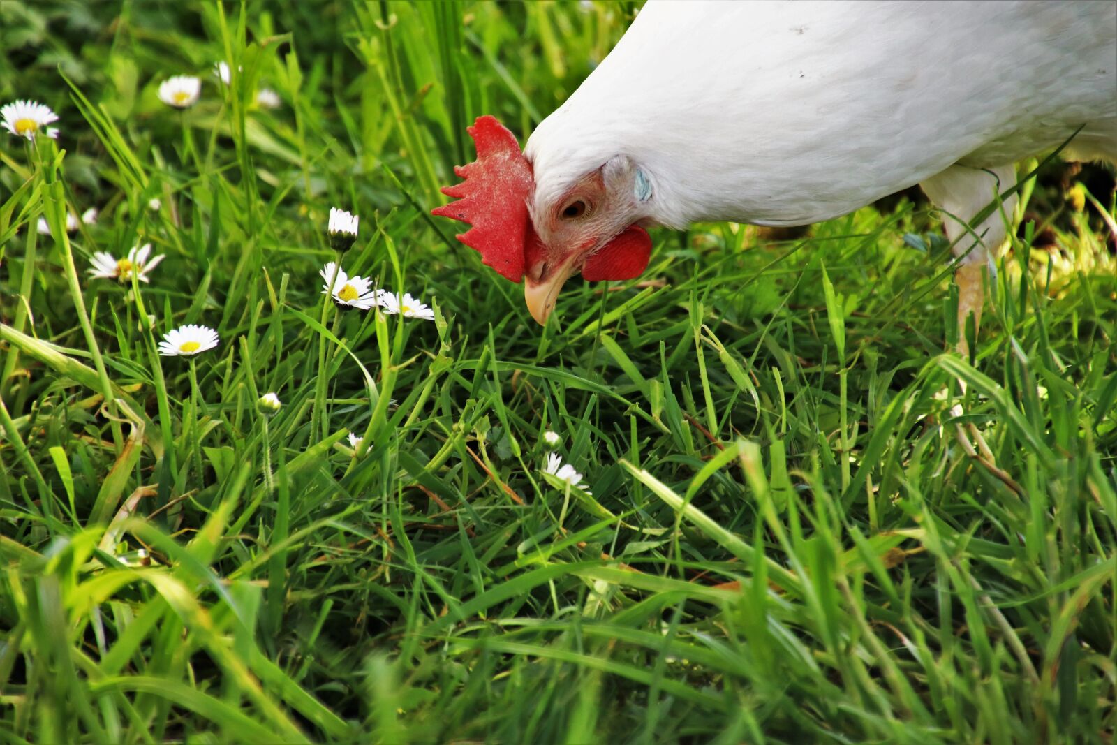Canon EOS 80D sample photo. Lawn, nature, farm photography
