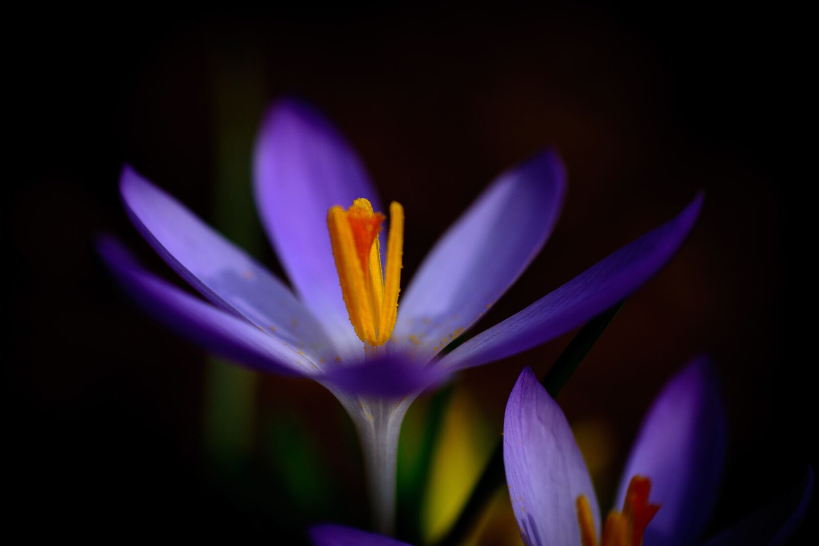 Nikon D7200 sample photo. Spring, flowers, garden photography
