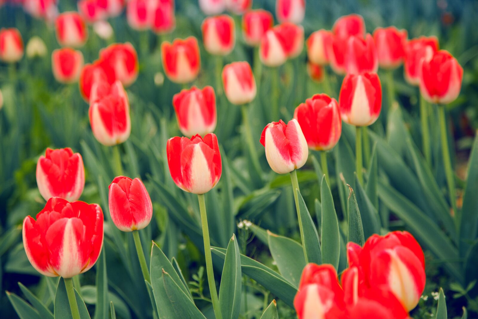 Canon EOS 5D Mark II + Canon EF 24-105mm F4L IS USM sample photo. Tulip, red and white photography